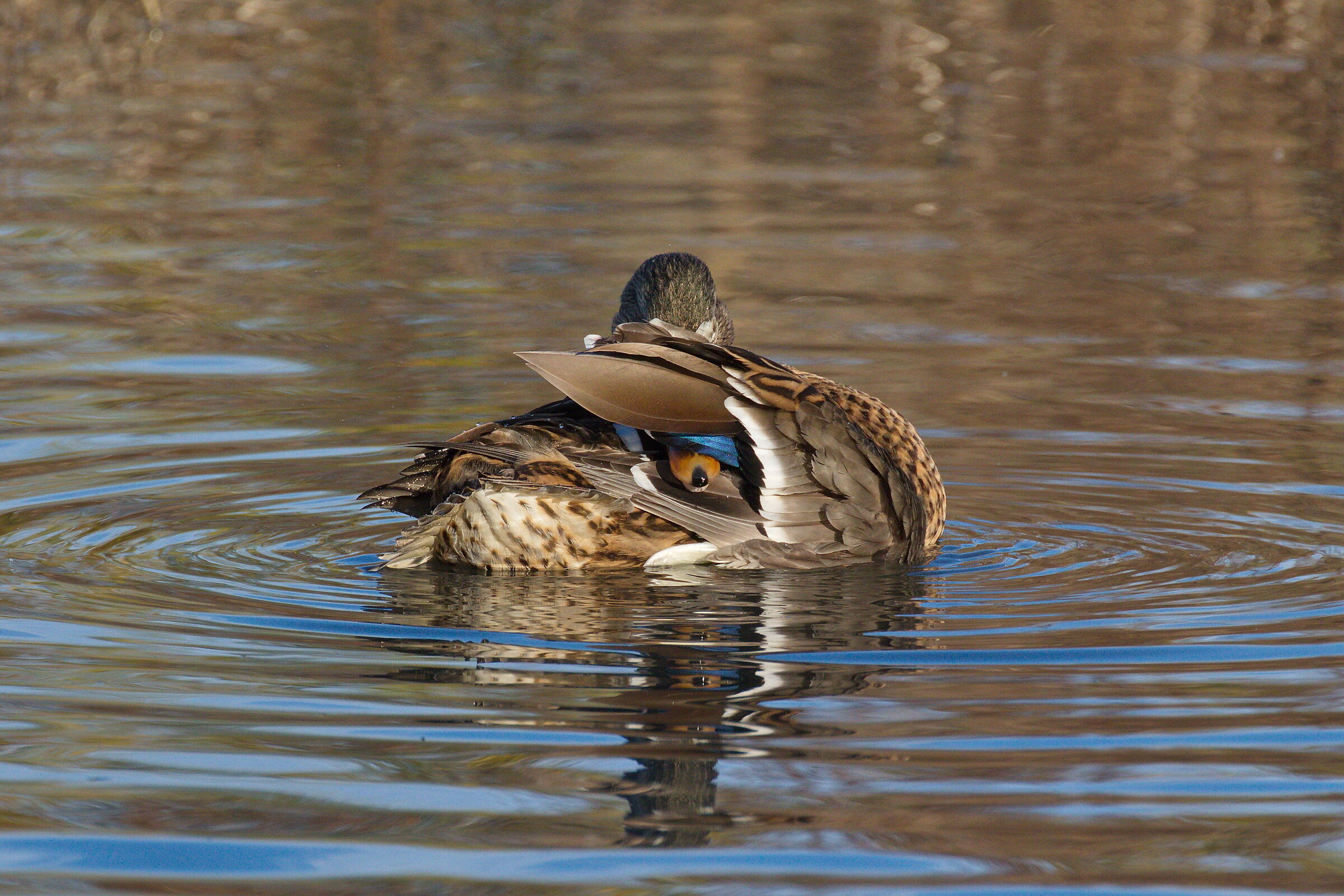 Sorry, I'm very shy!