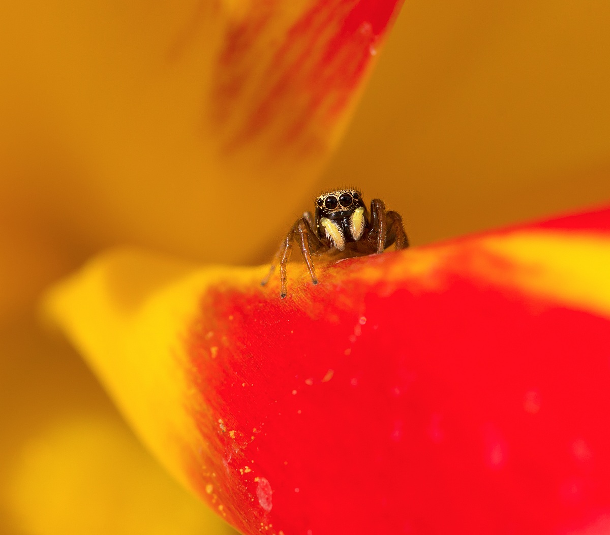 Heliophanus tribulosus