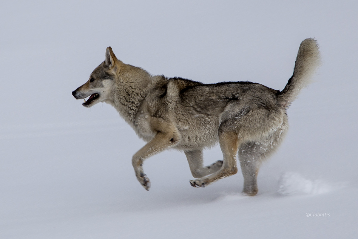 cane da lupo cecoslovacco