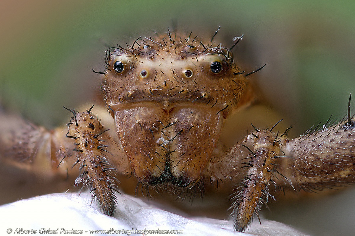 Non potevo nascere un po' più bellino?