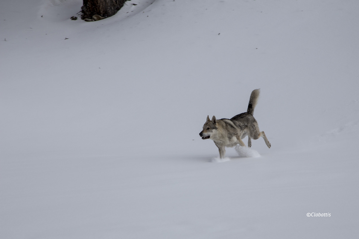 cane da lupo cecoslovacco