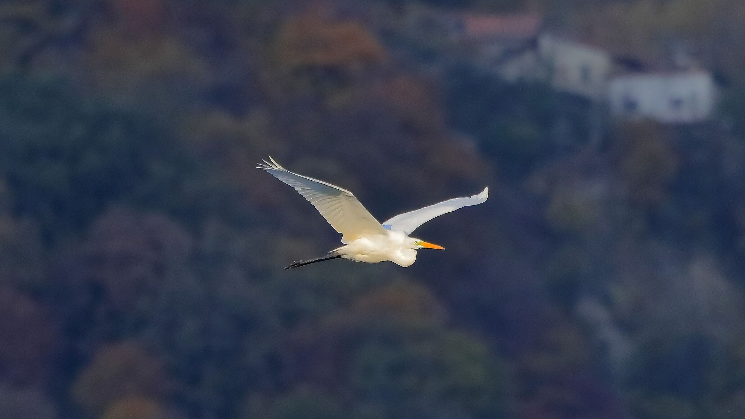 Airone BM 27-11-2022