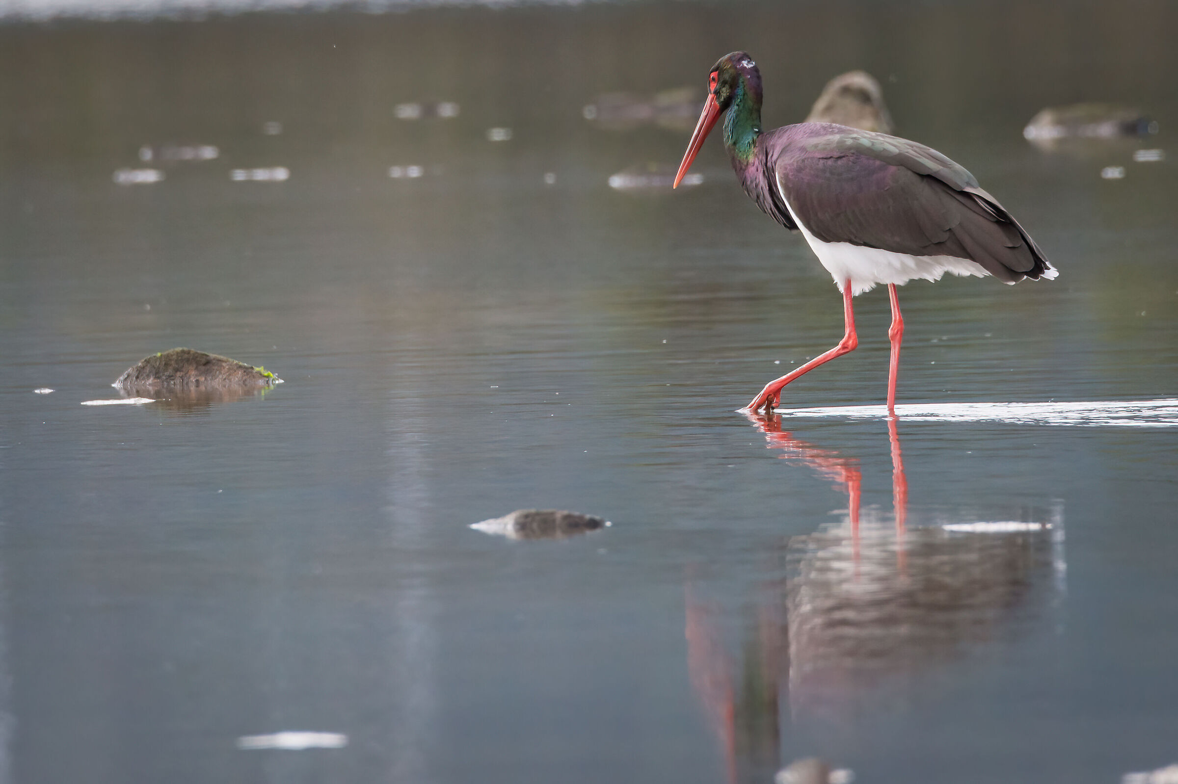 Black stork