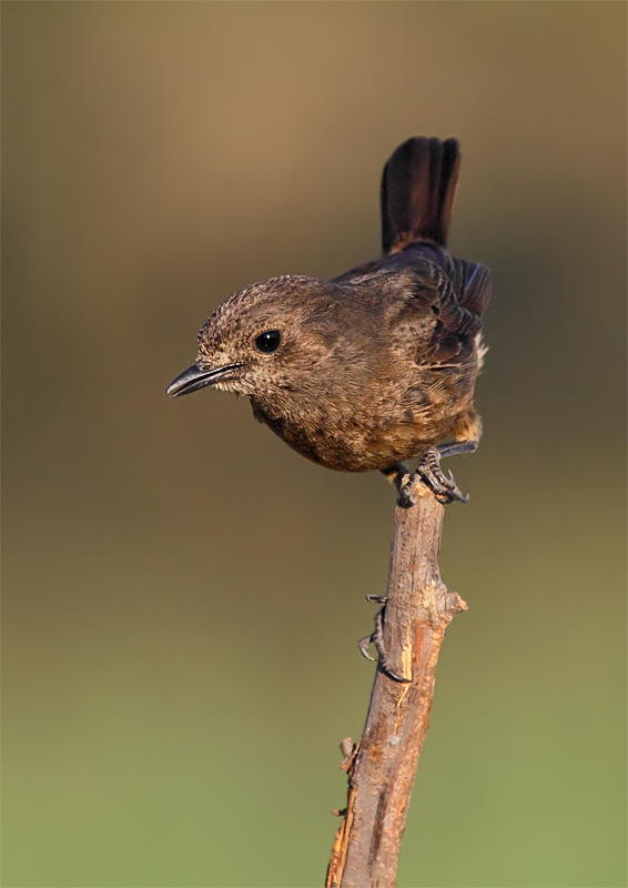 Pied Bushchat : female.