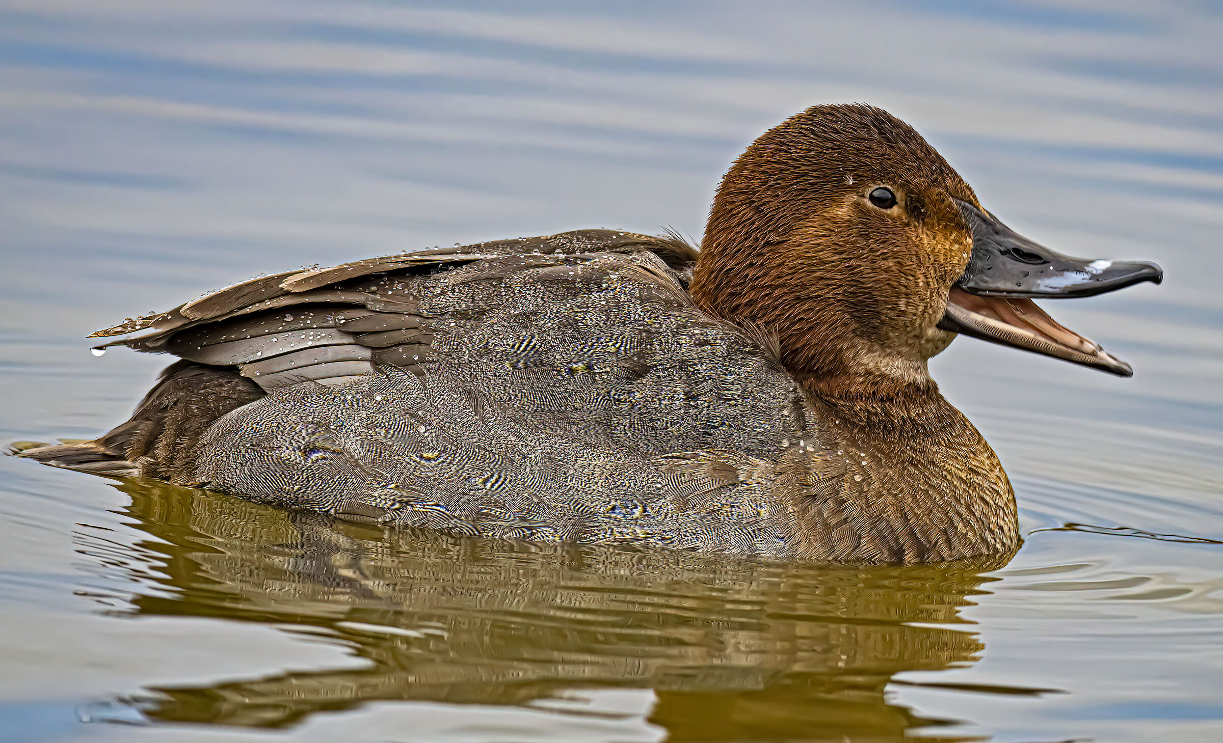 Femmina di Moriglione