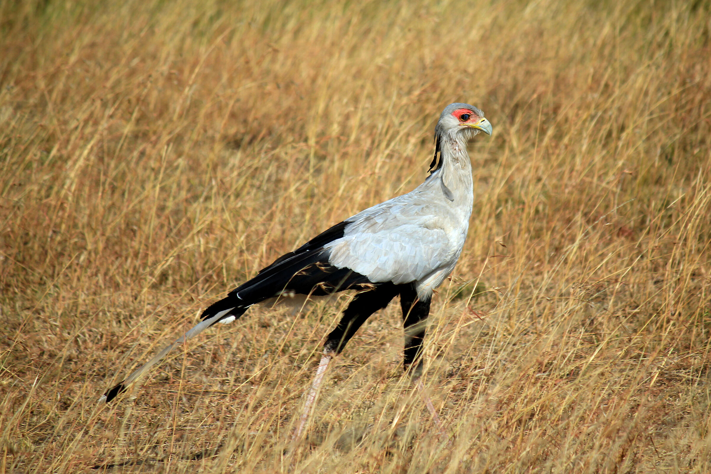 Secretarybird