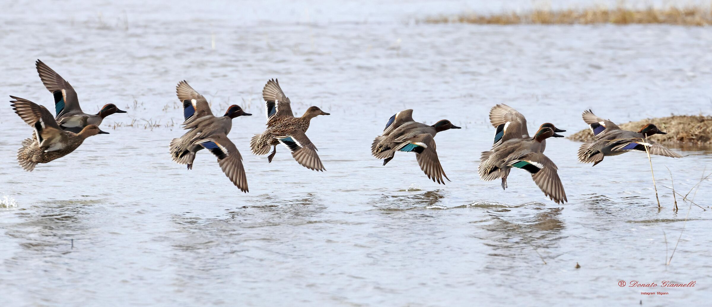 Teal, Park of the plain Sesto F.no FI