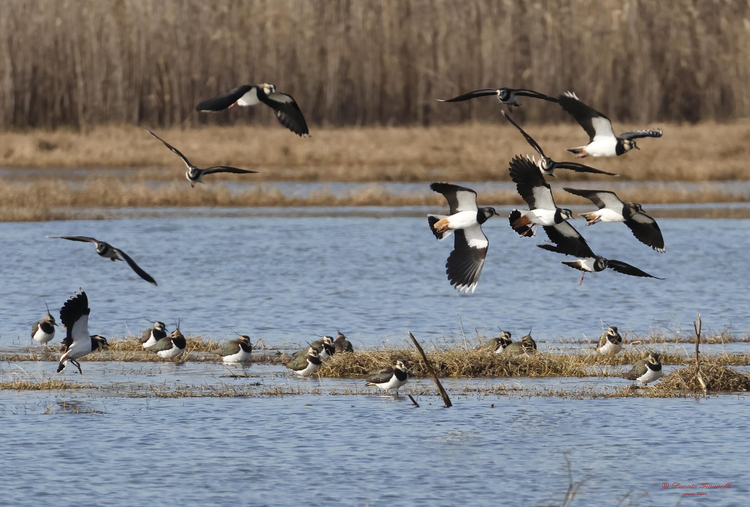Pavoncelle, Park of the plain Sesto F.no FI