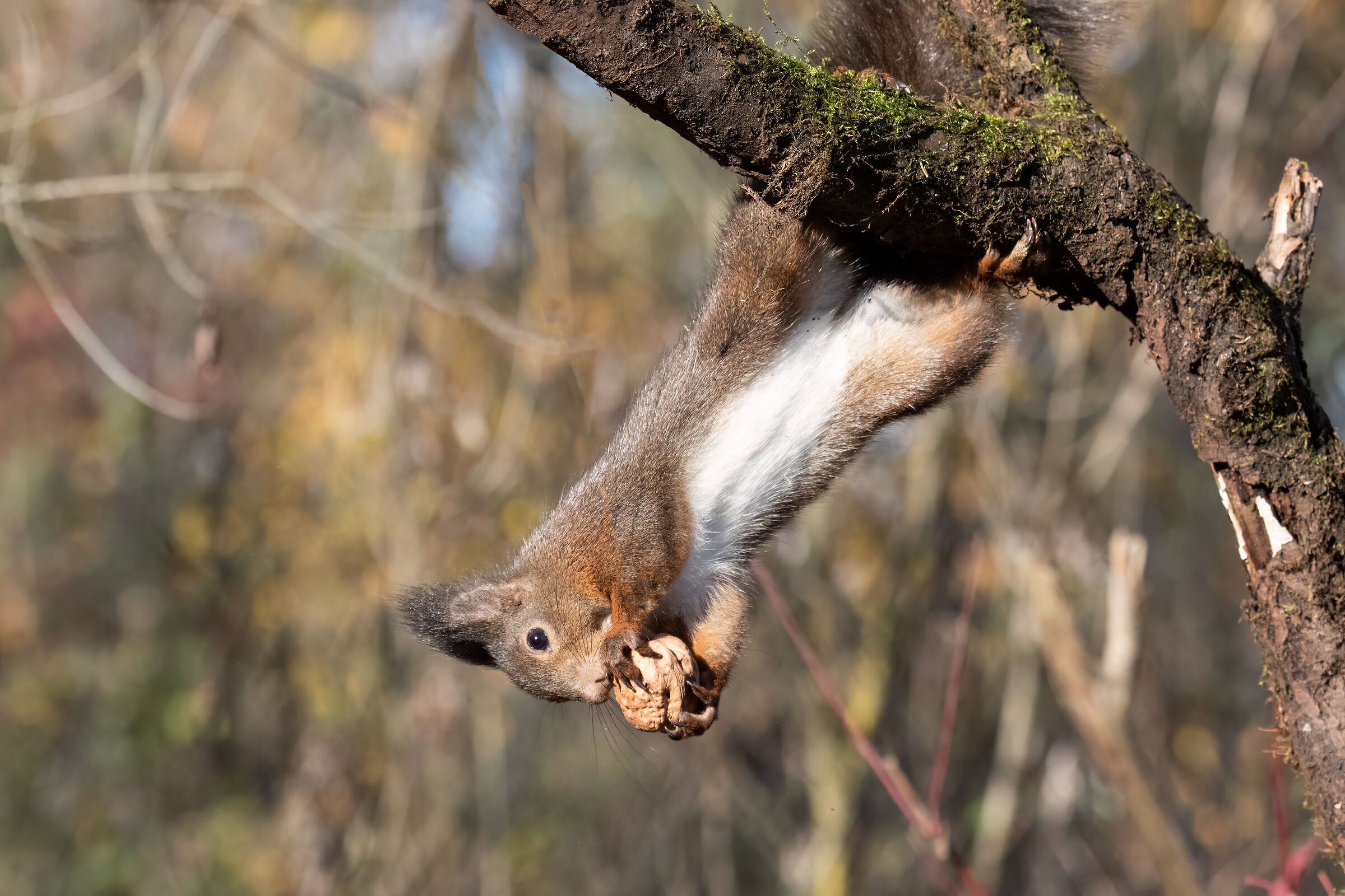 SQUIRREL
