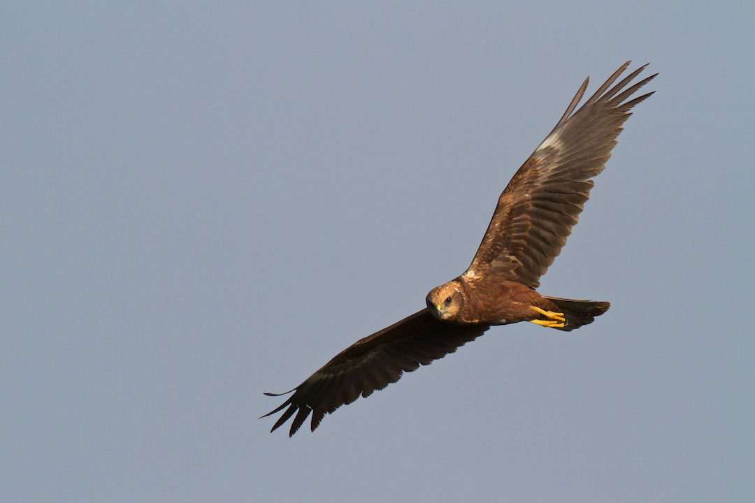 Marsh Harrier