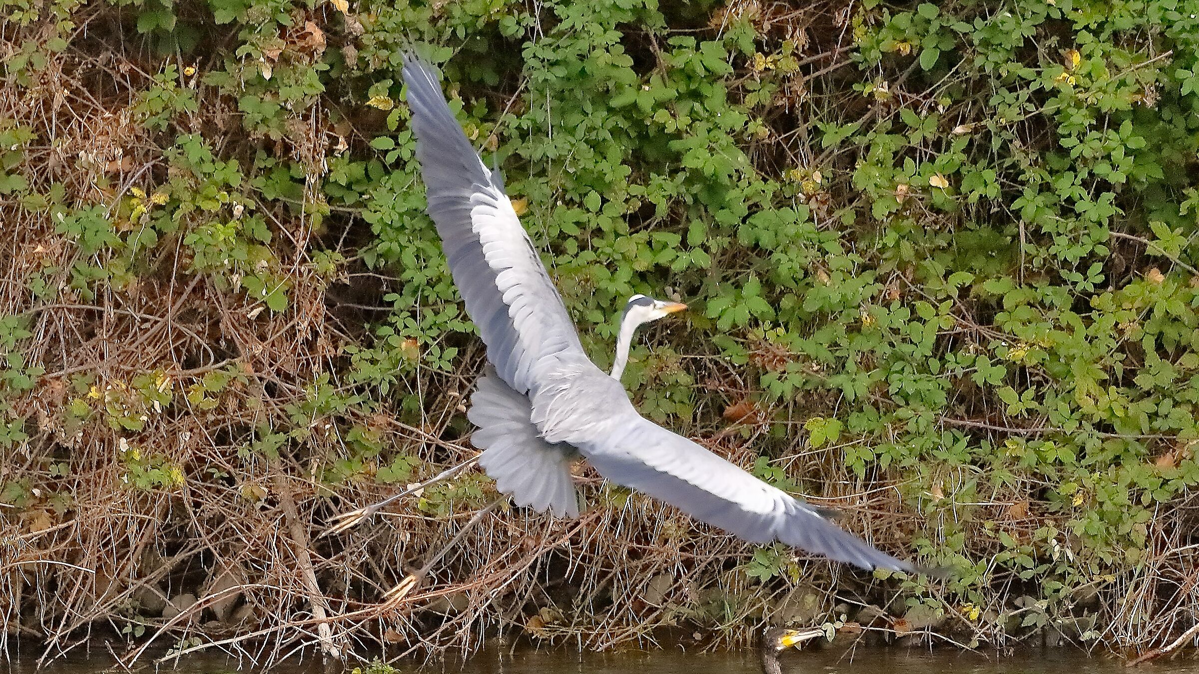 Cenerino 12 novembre 2022