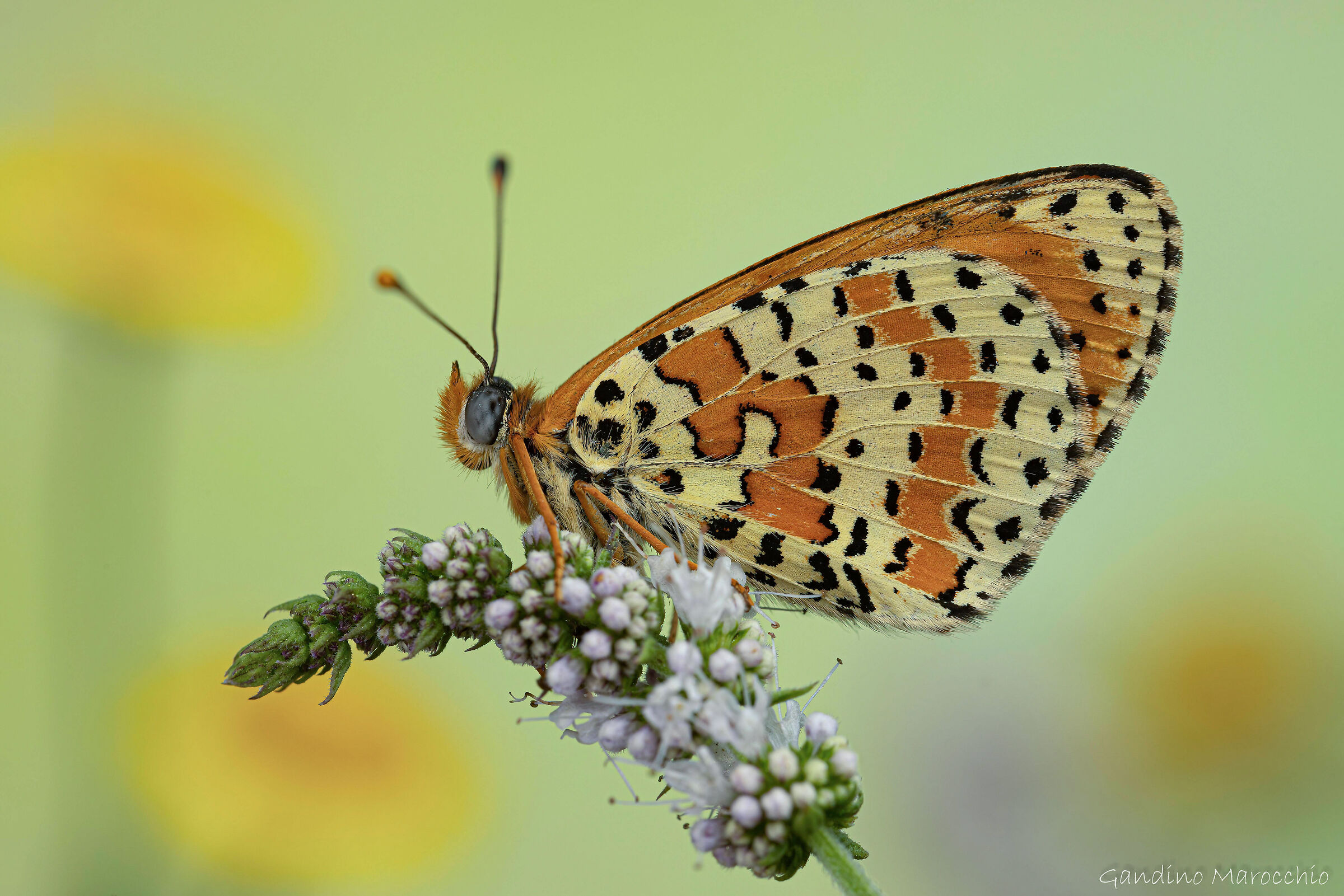 Melitaea didyma