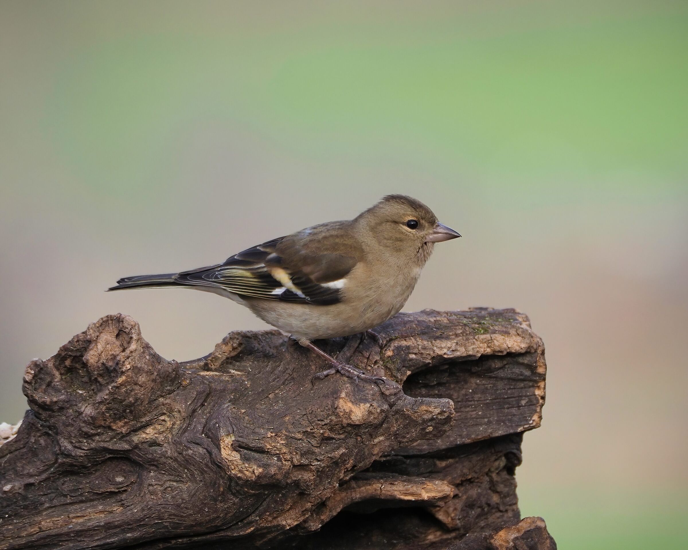 Chaffinch