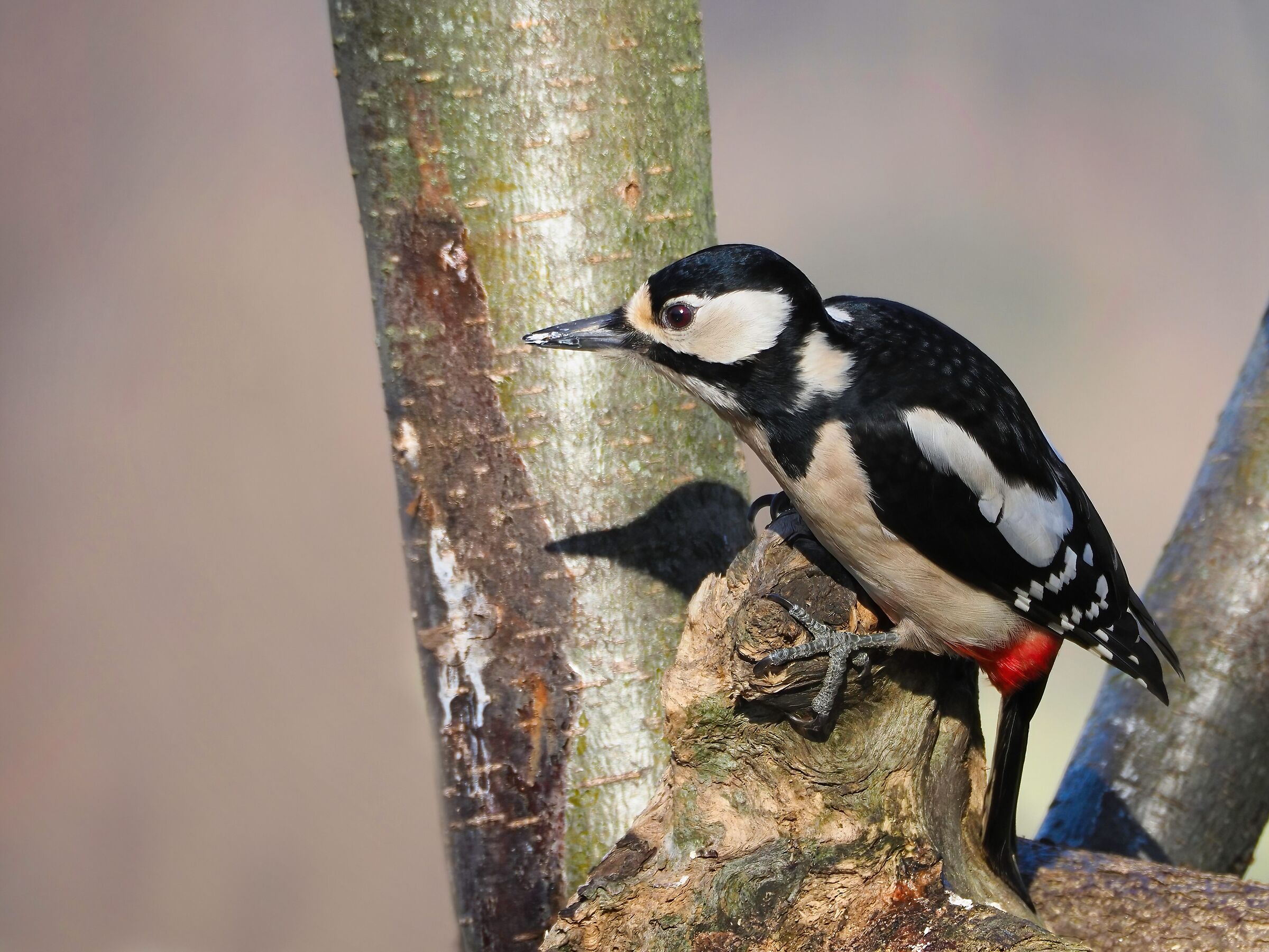 Greater spotted woodpecker
