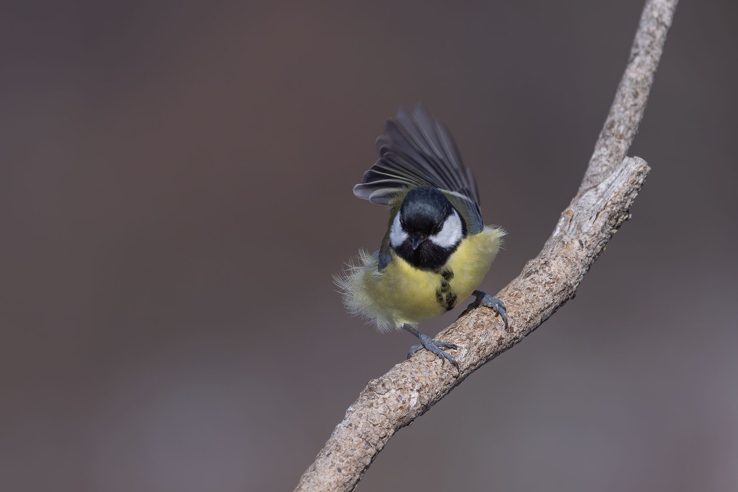 Cinciallegra (Parus major)