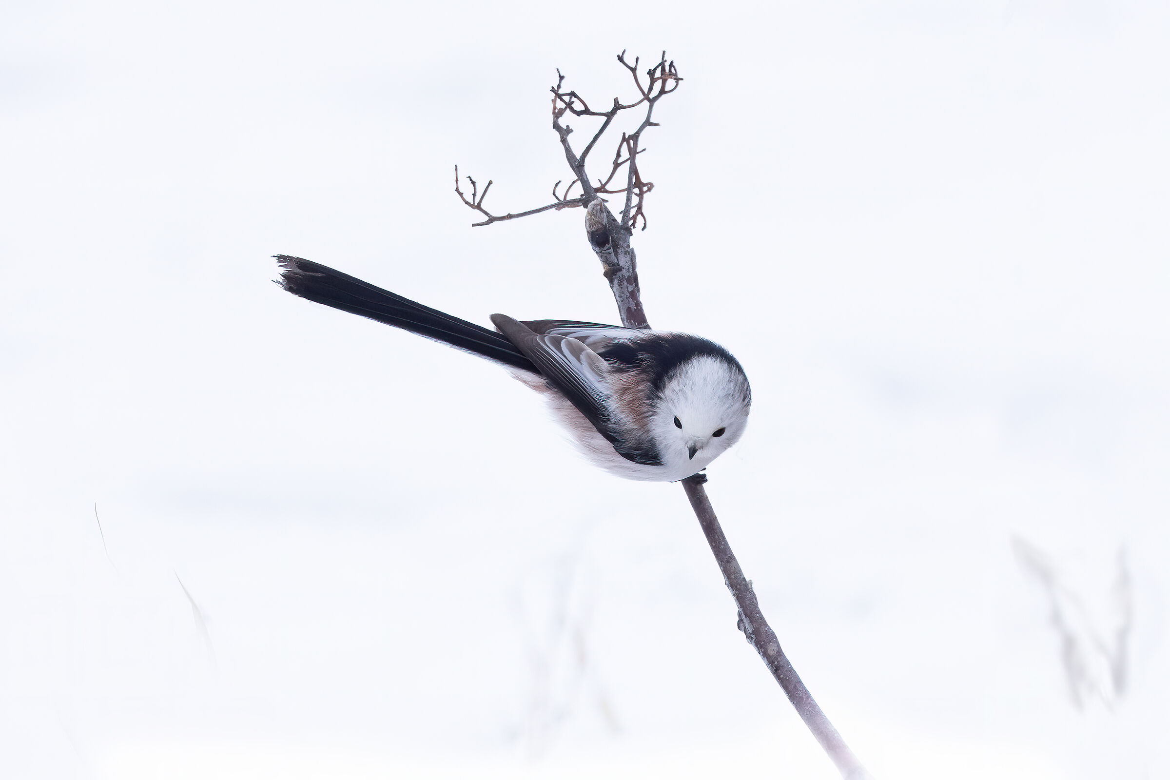 Codibugnolo nella neve, raro soggetto con testa bianca