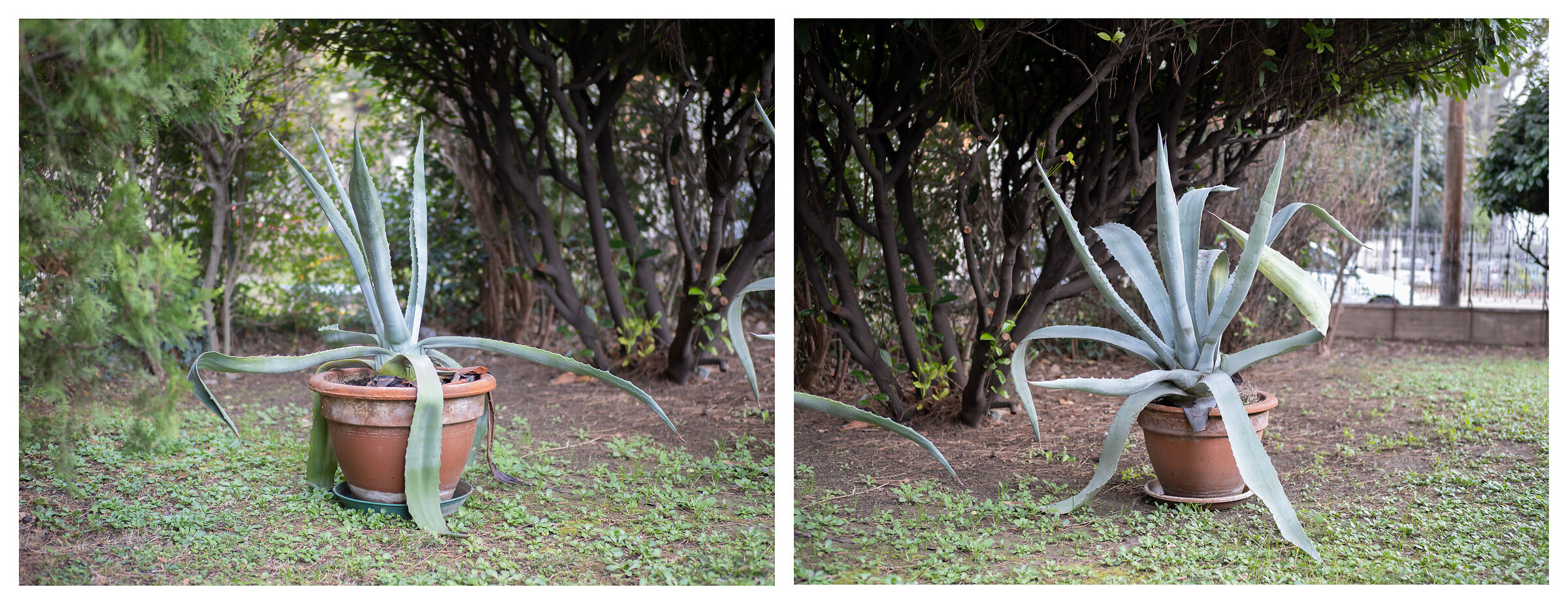 Indagine sulle agavi del giardino da cui dipartisco