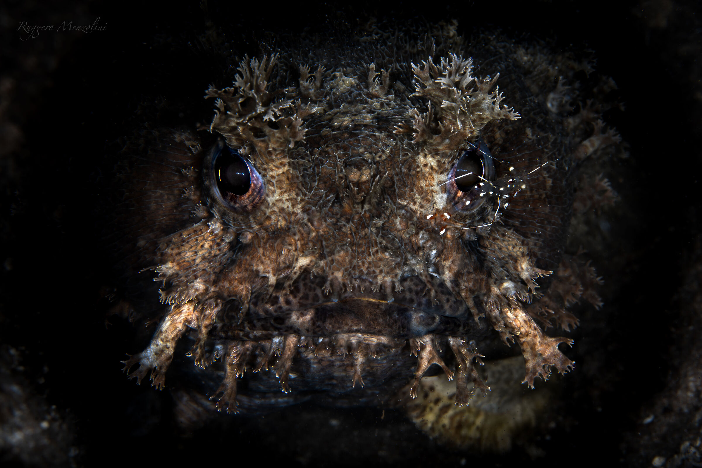 Batrachomoeus trispinosus