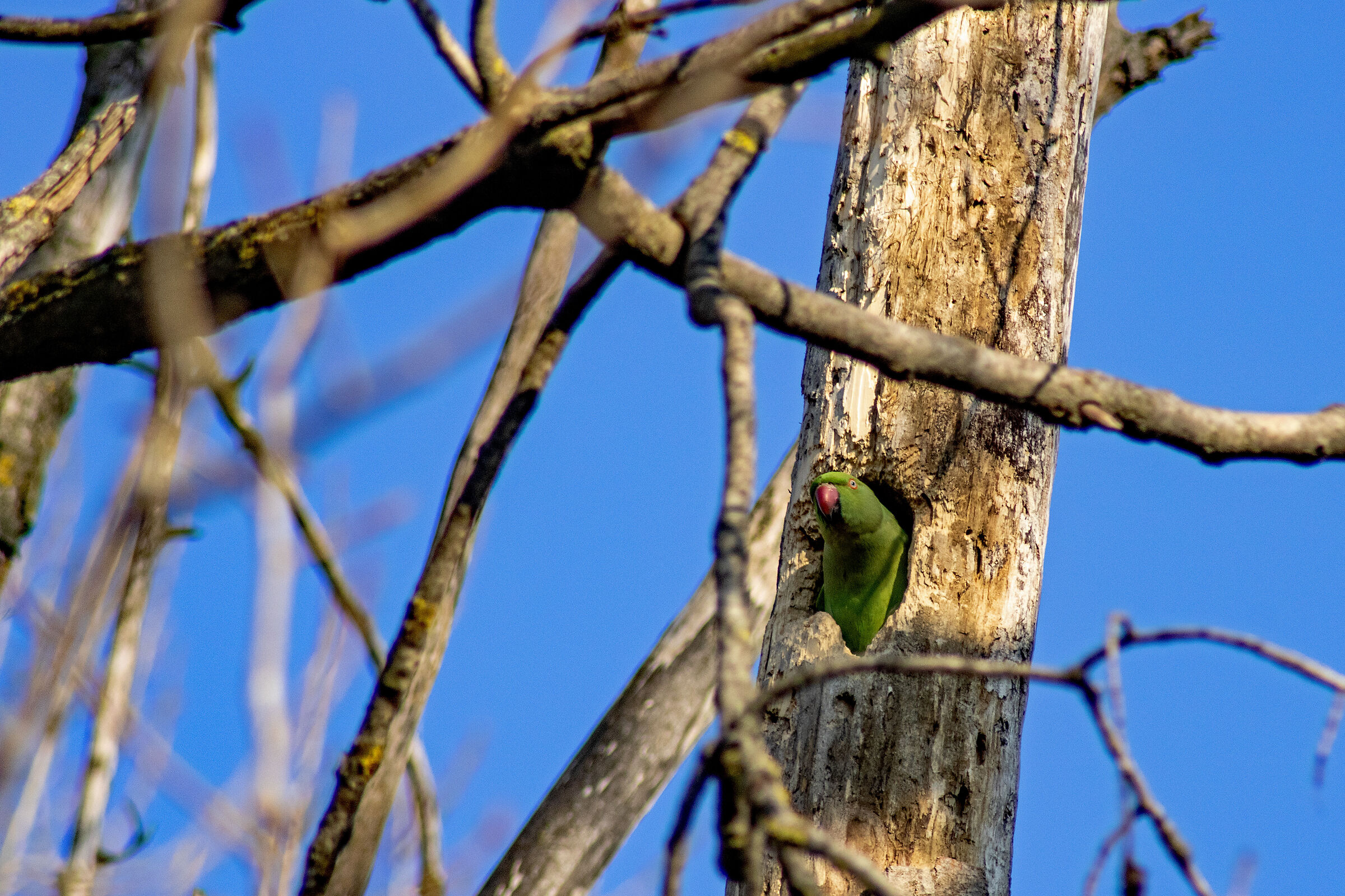 Parrot in the trunk