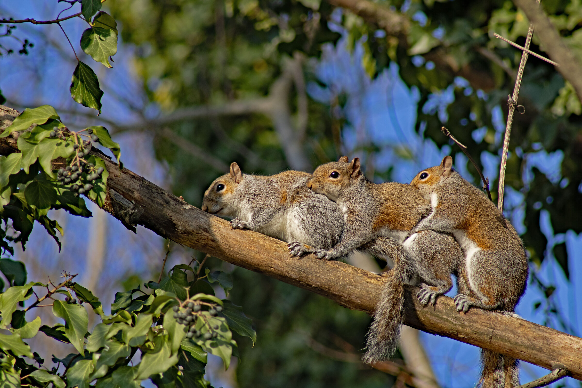 Squirrel train