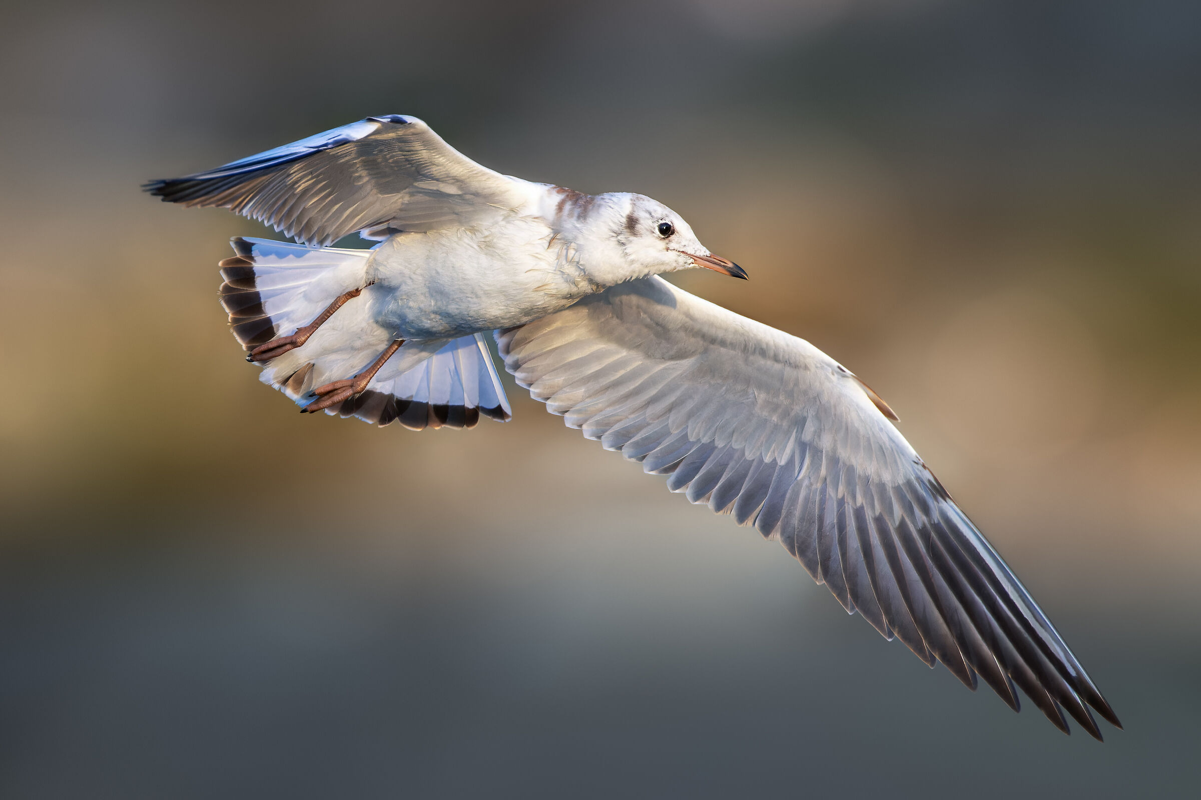 Volo al tramonto