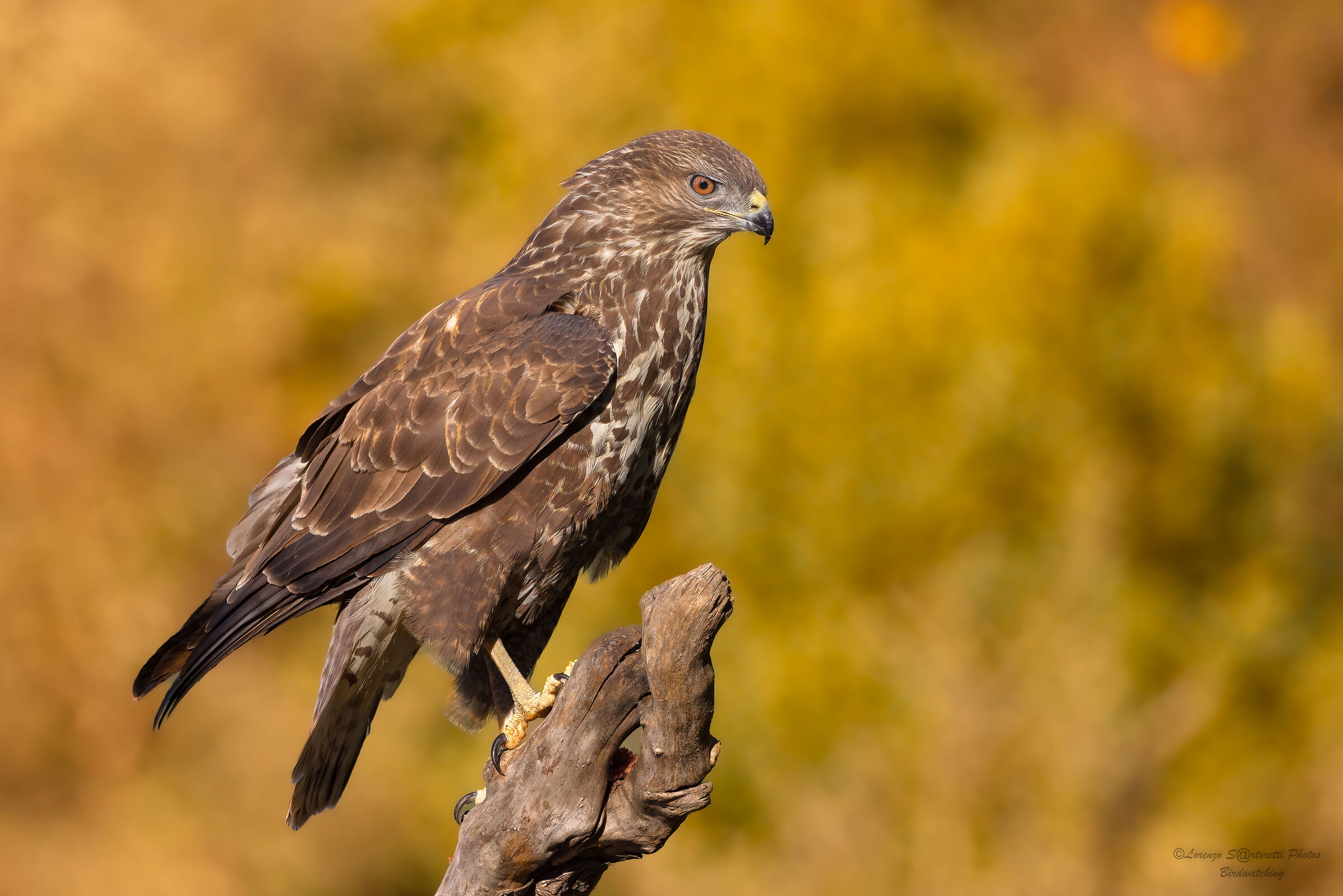 Buzzard