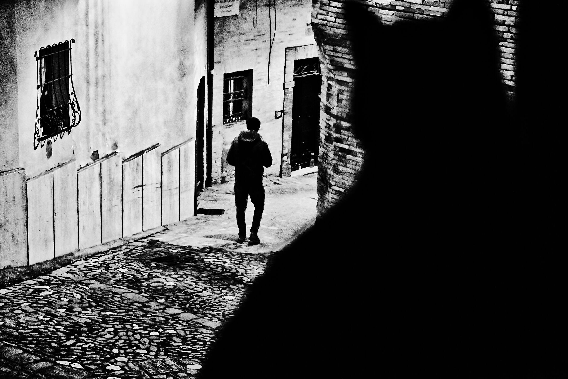 The cat watching from the window