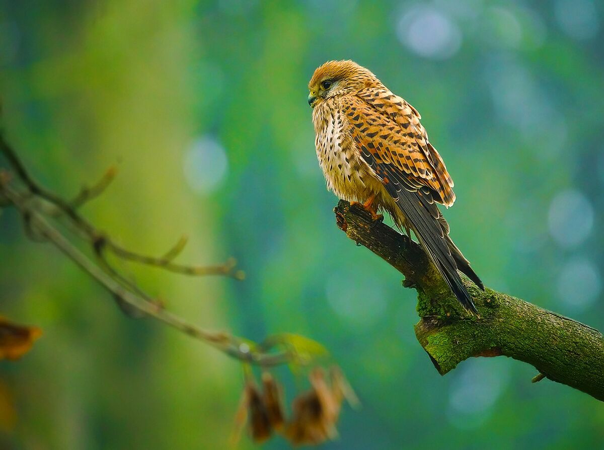 Tamron 150-500 on trial with Kestrel
