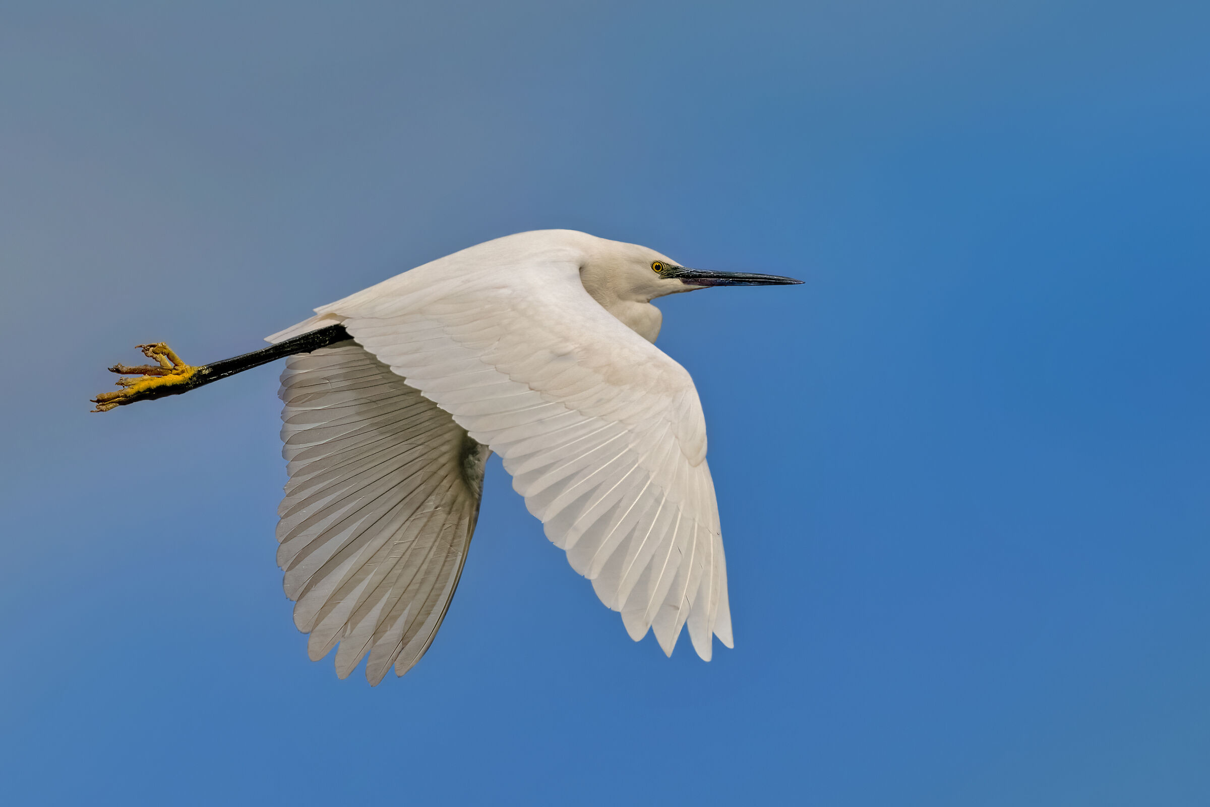 Garzetta in volo