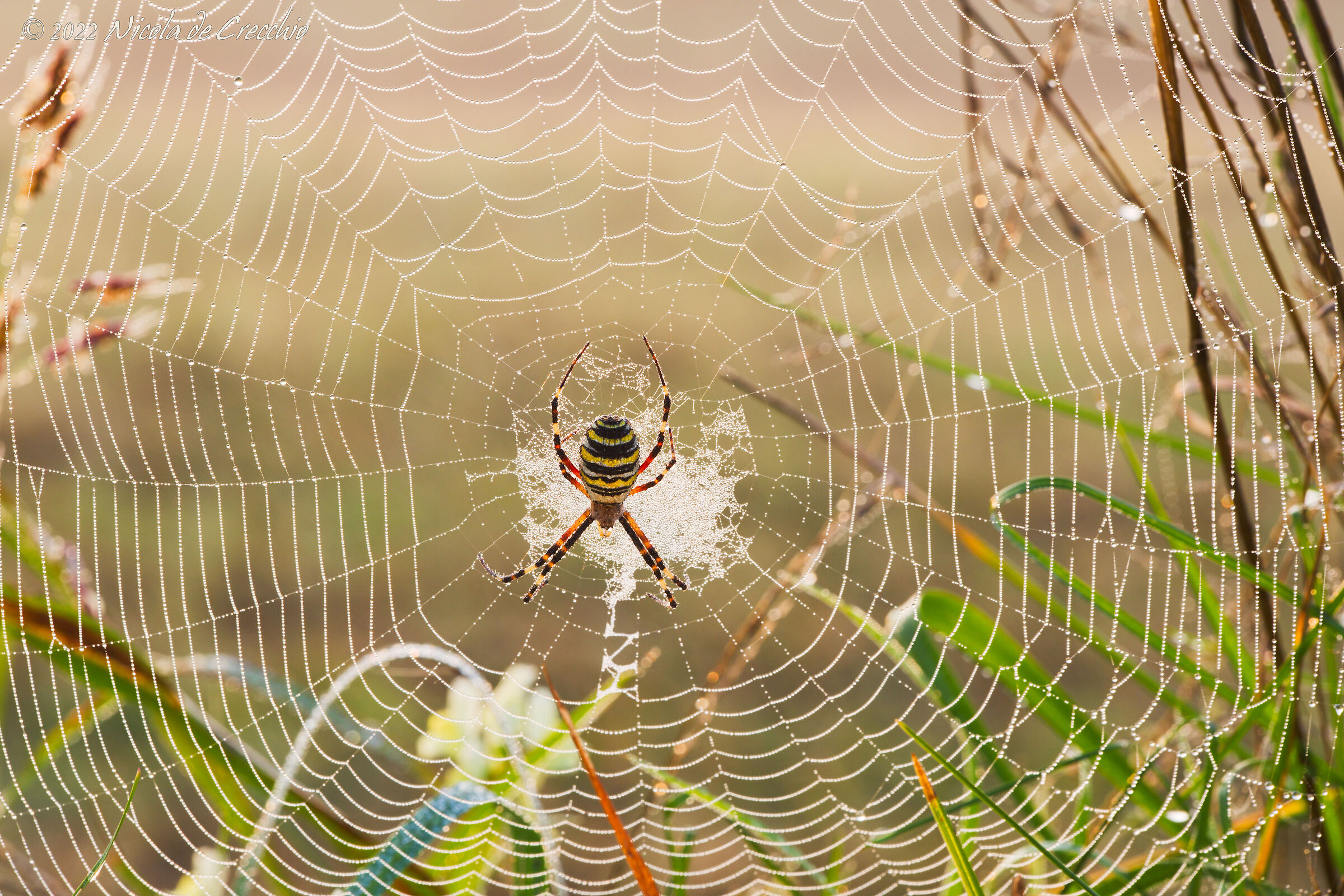 The canvas of Argiope