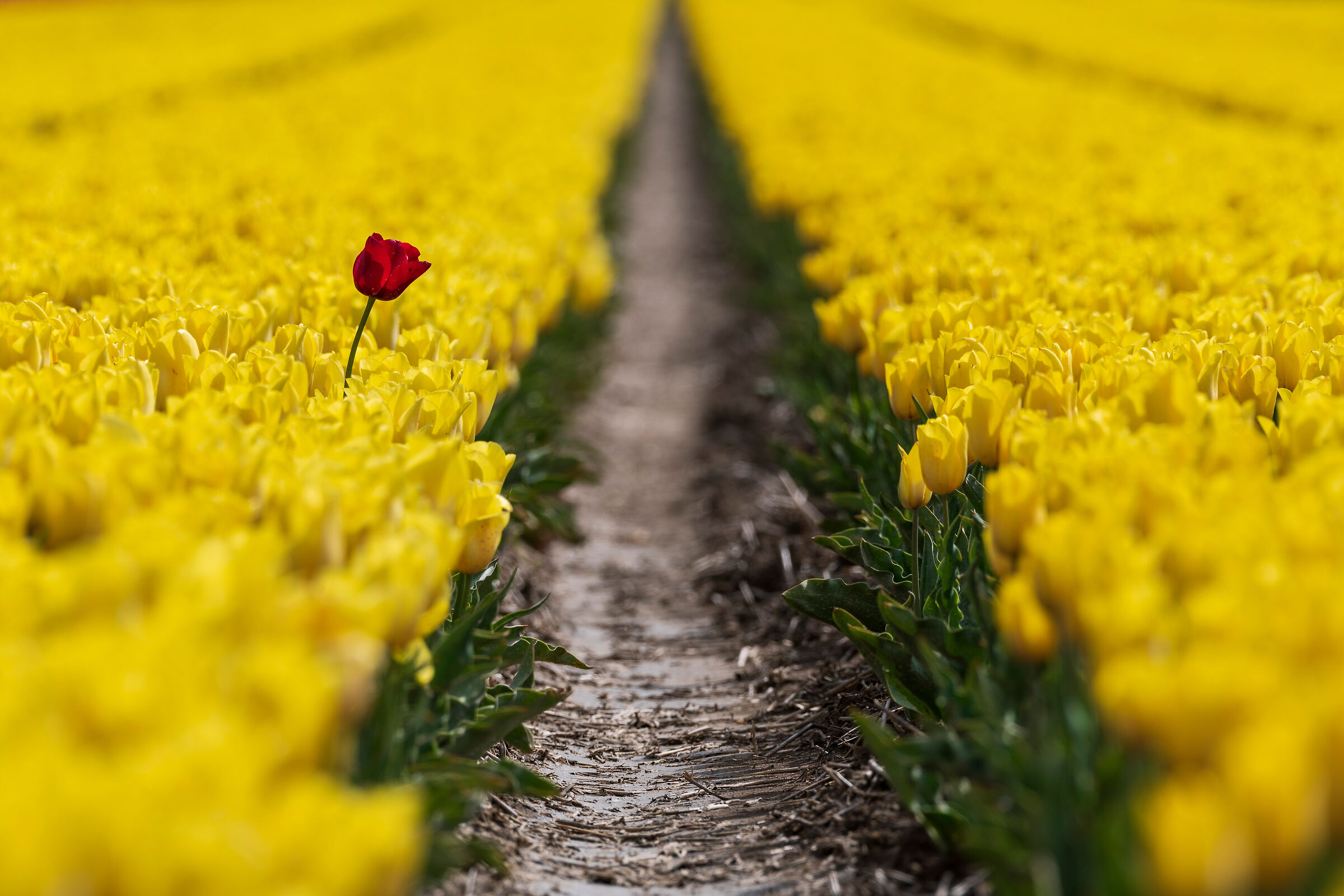 In direzione ostinata e contraria