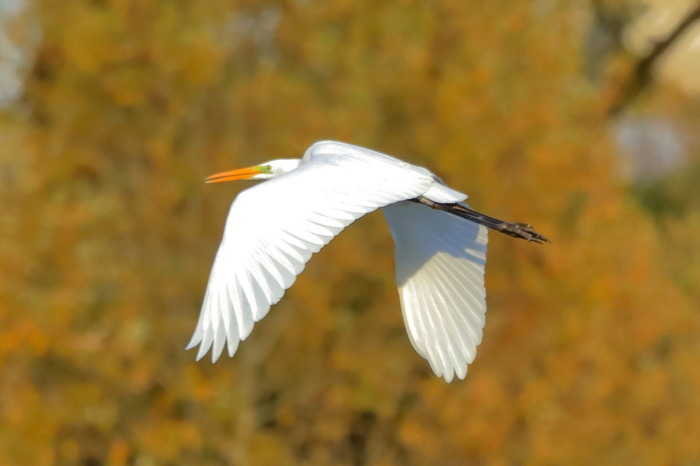 Airone BM 27-11-2022