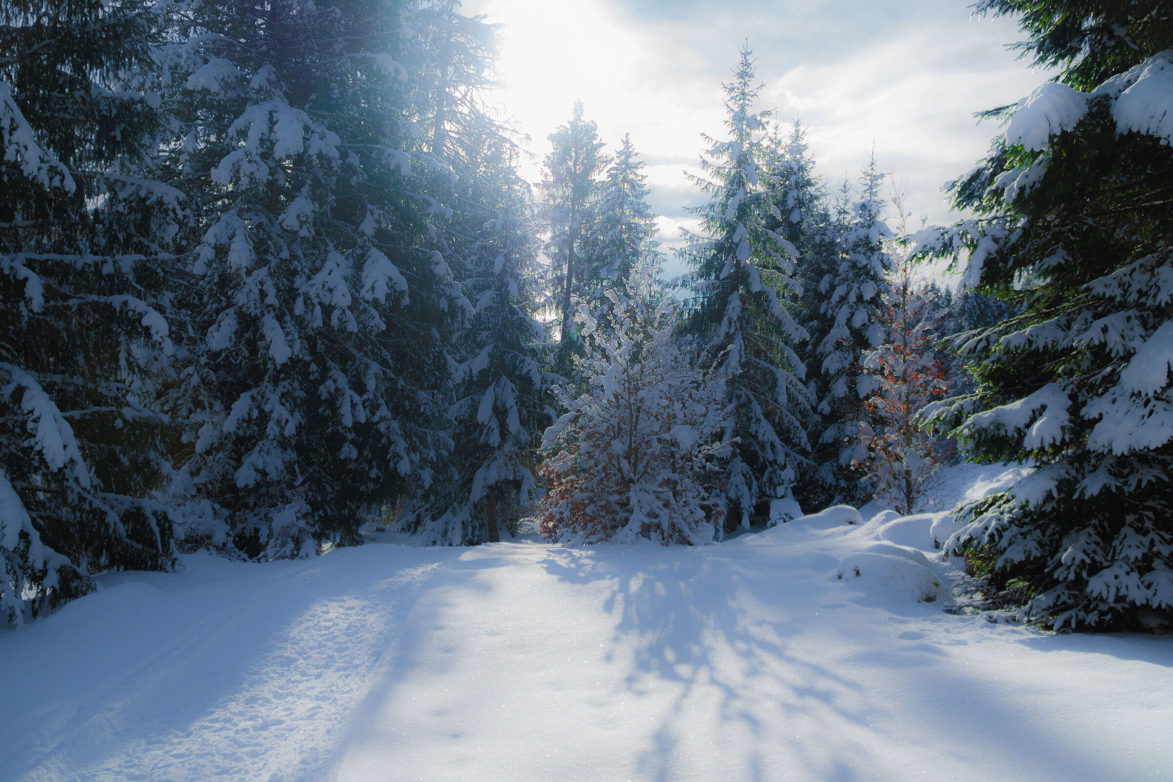 sognando la neve