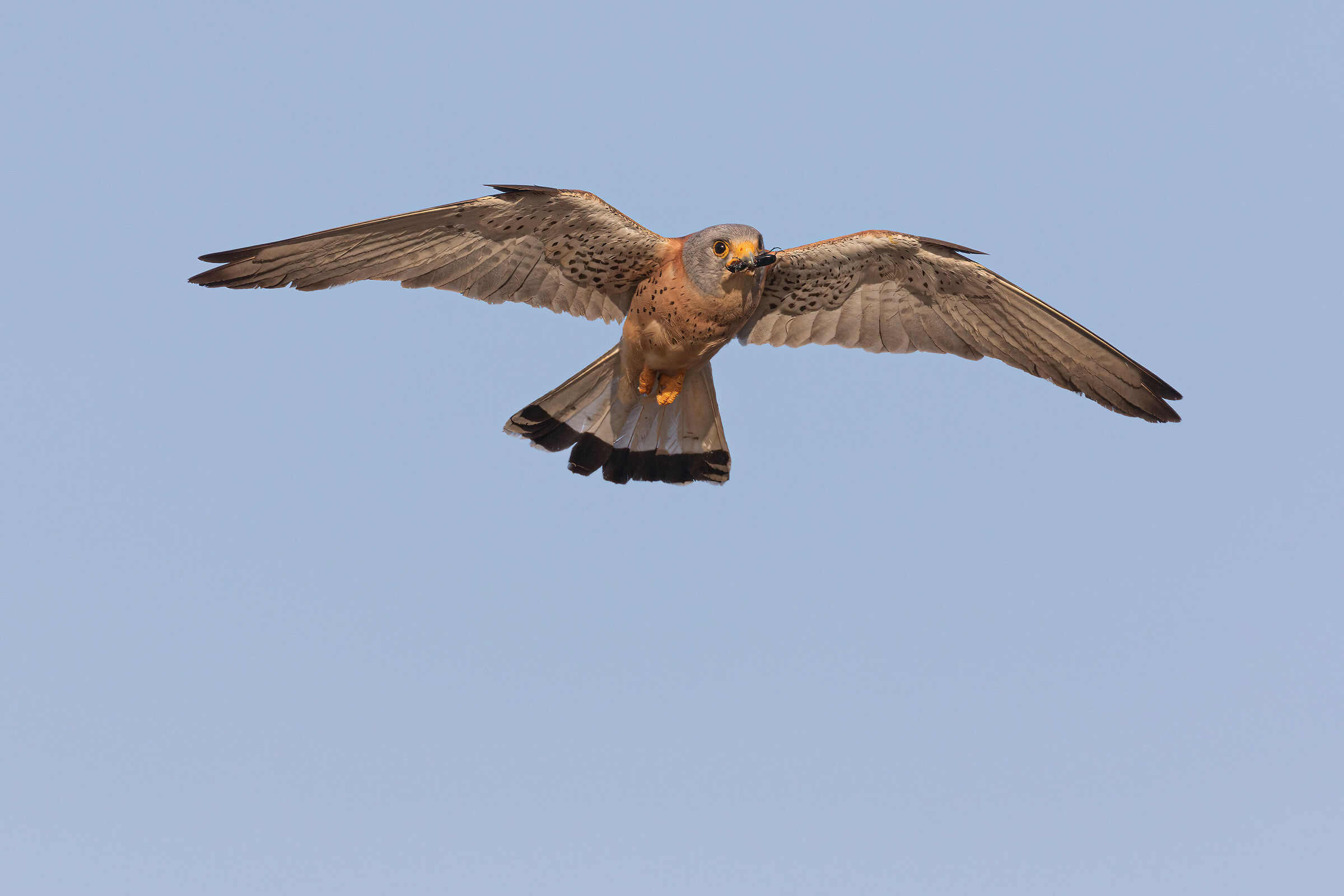 Lesser Kestrel