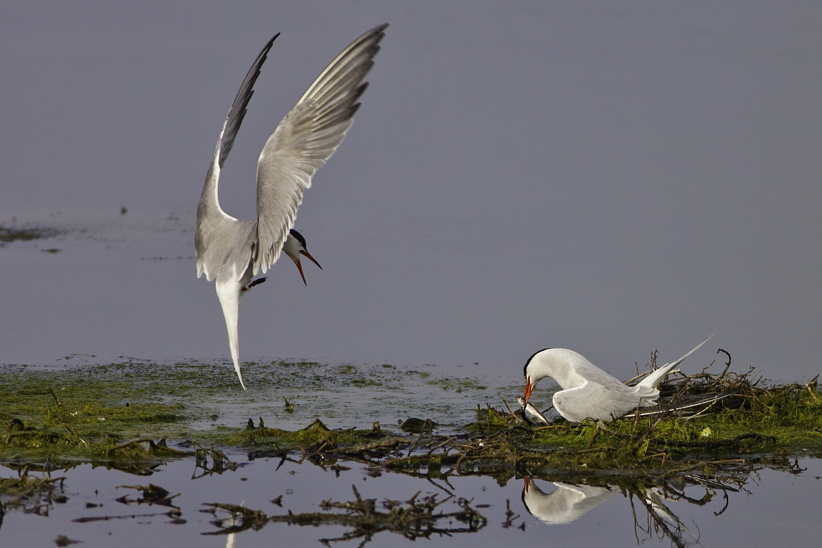 Sterna comune con pesce