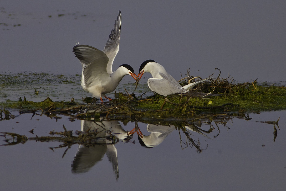 Sterna comune in cova