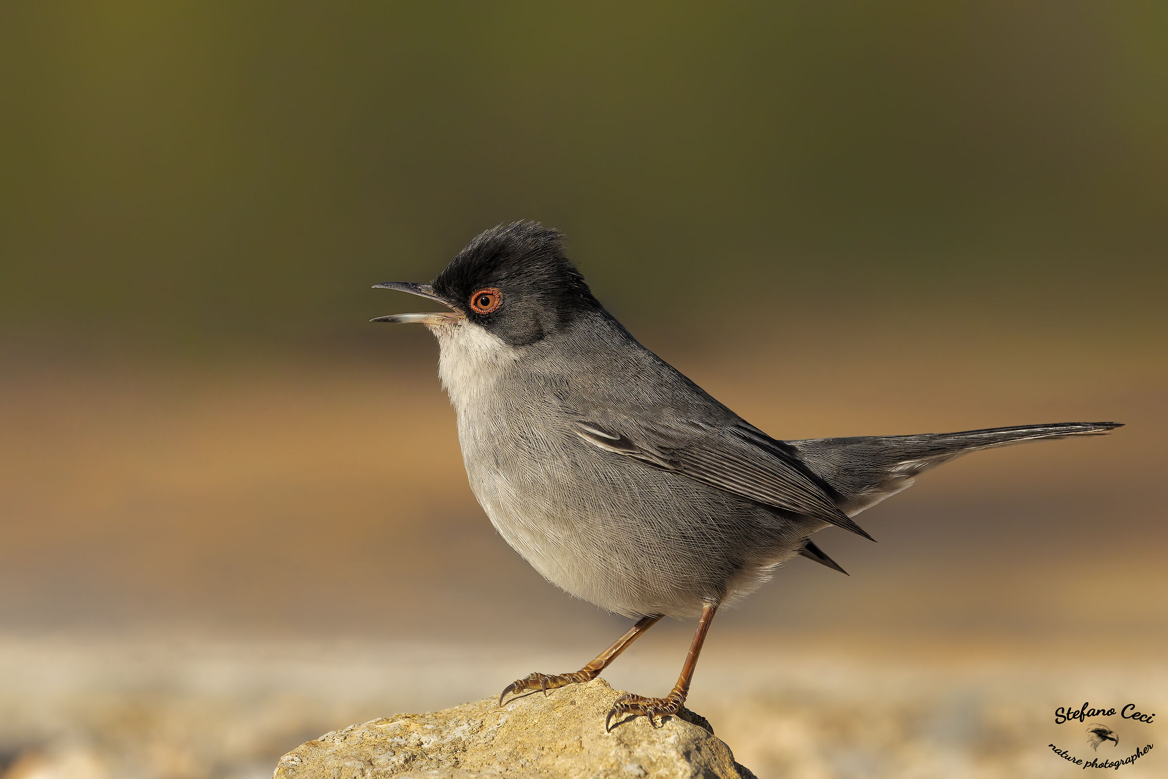 Sardinian warbler