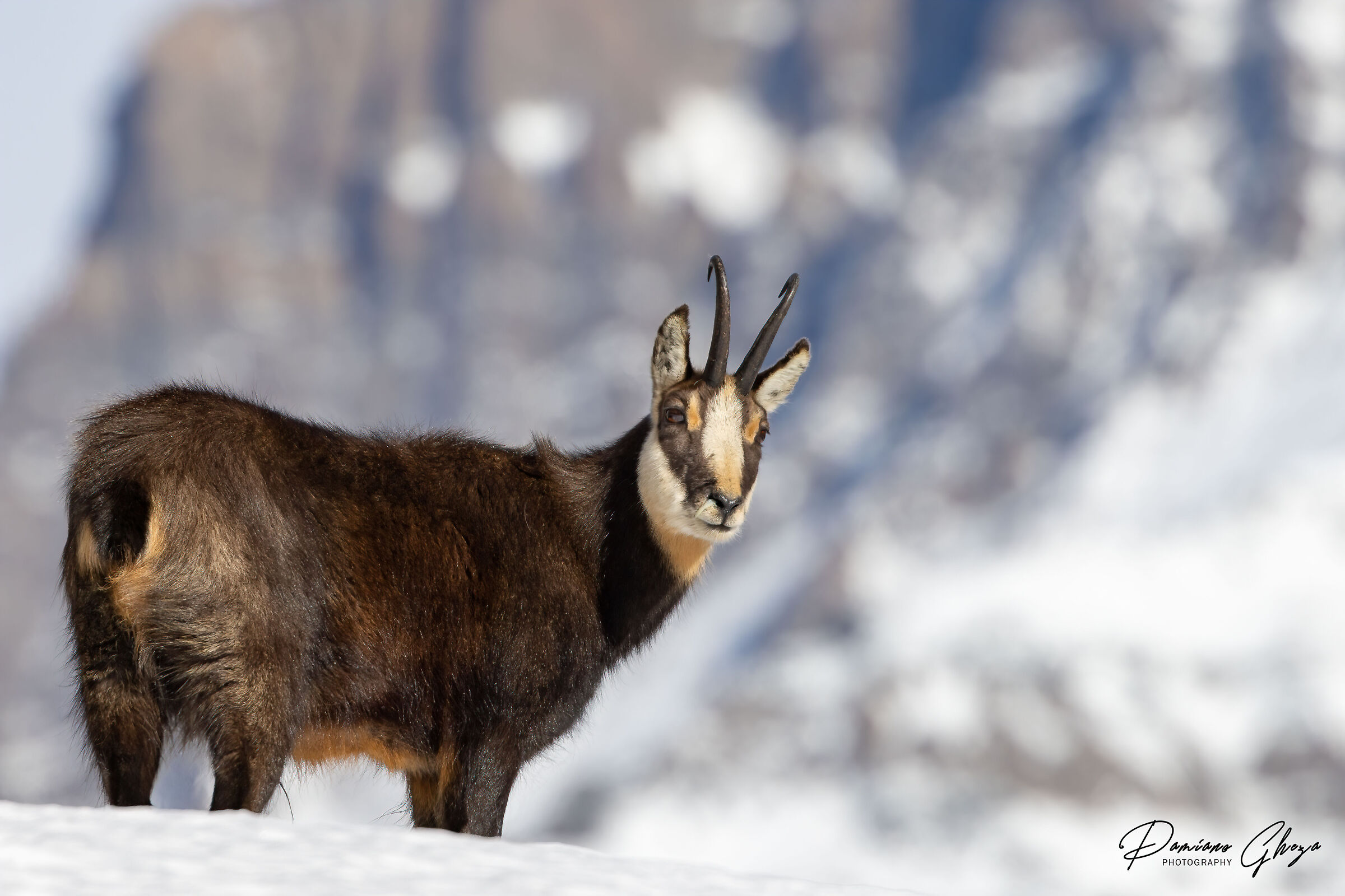 Chamois