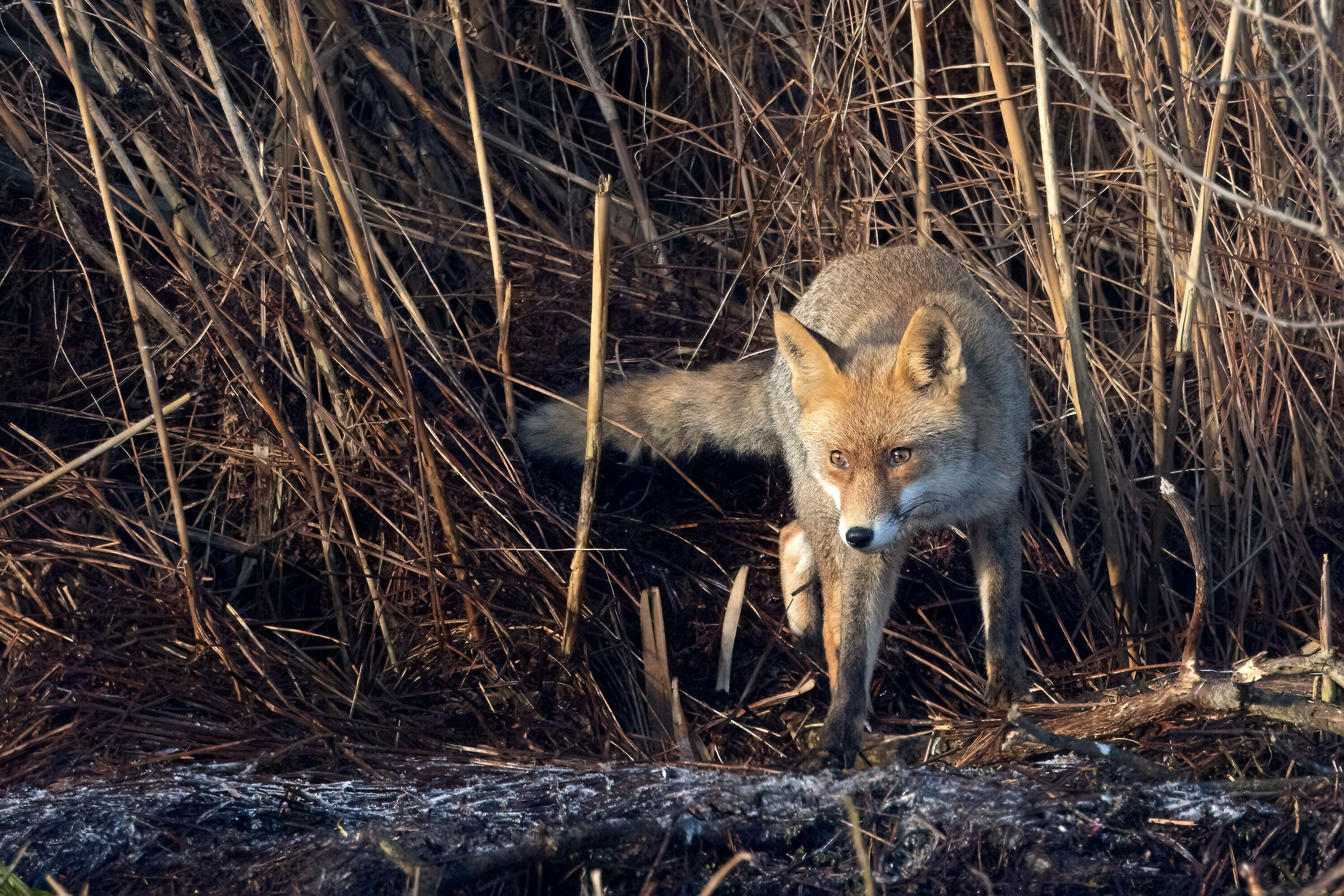 Parco del Mincio (mn)
