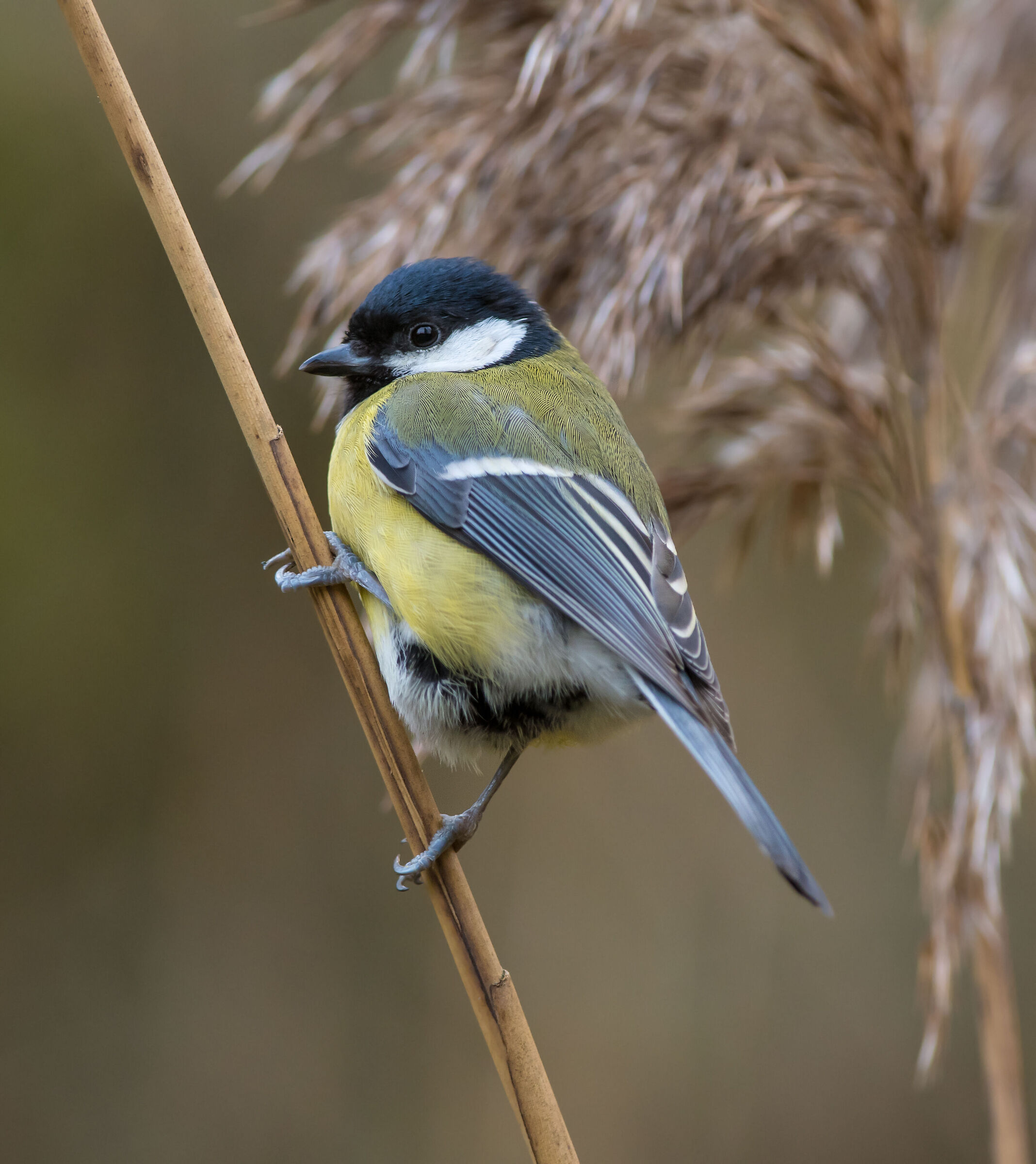 Great tit