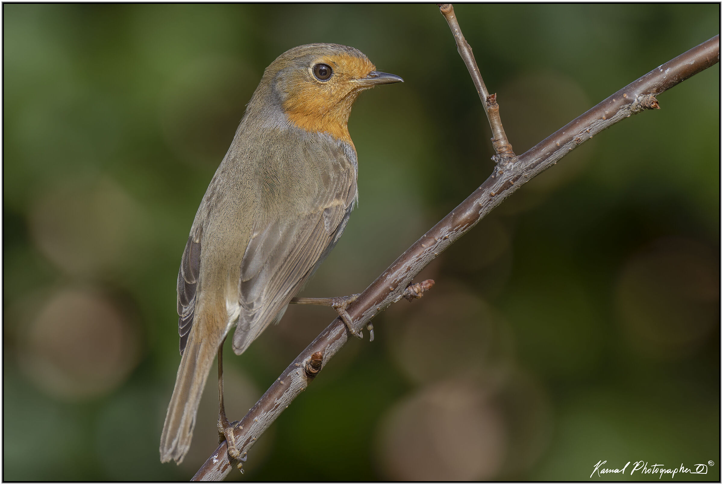 Erithacus rubecula