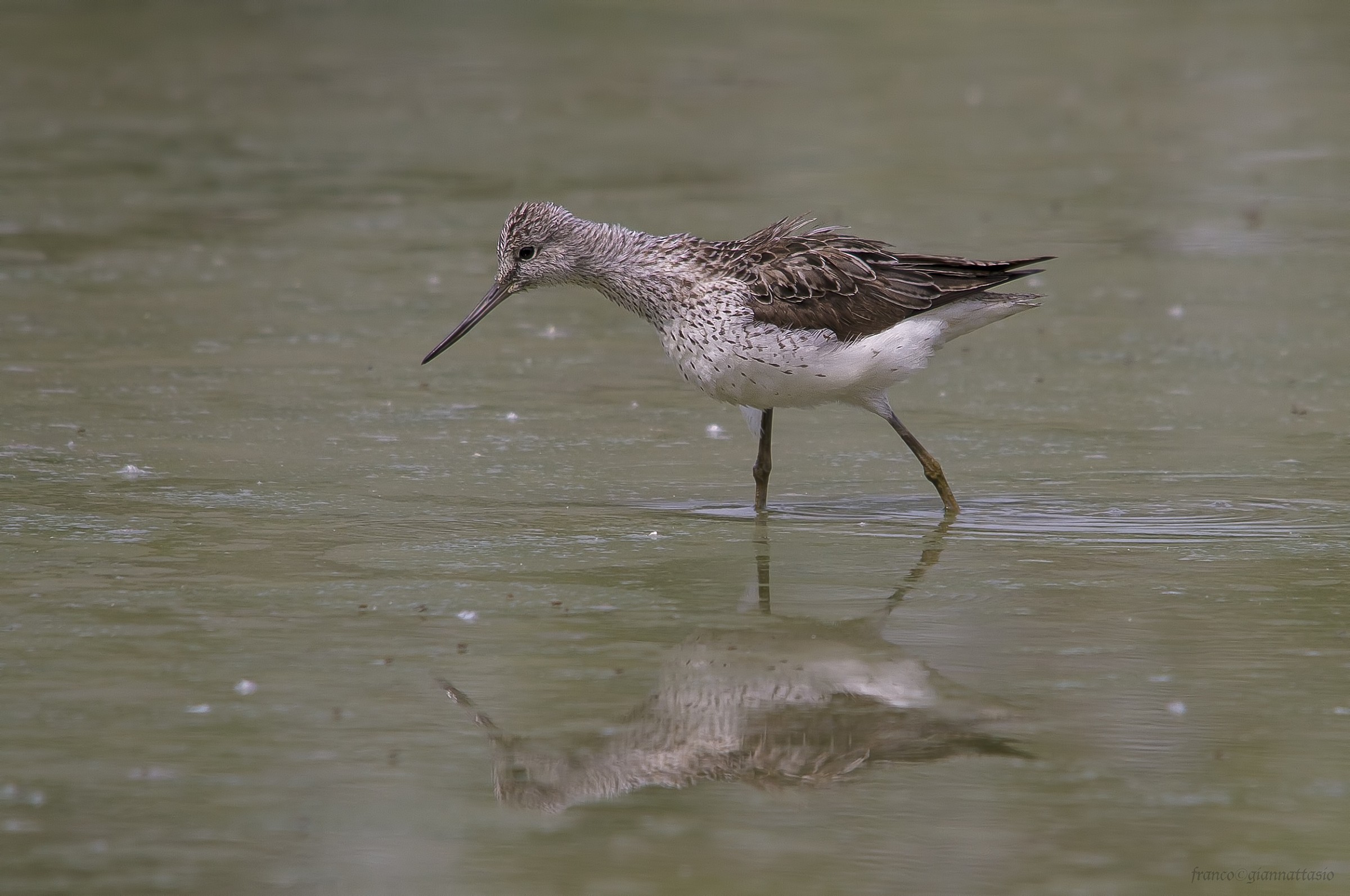 Greenshank