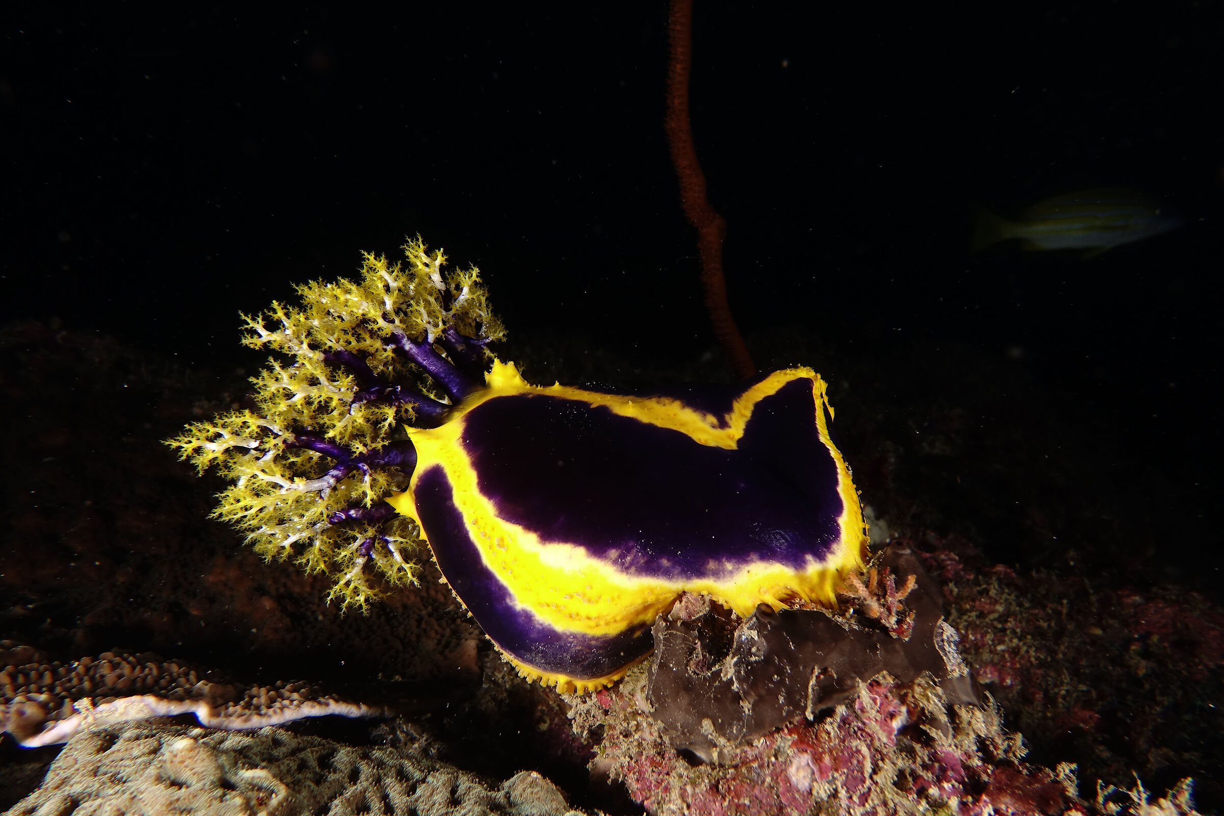 Paracucumaria tricolor