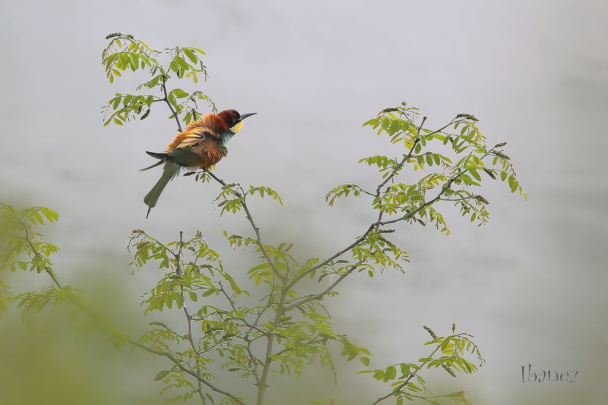 Bee-eaters to 10 minutes from home.