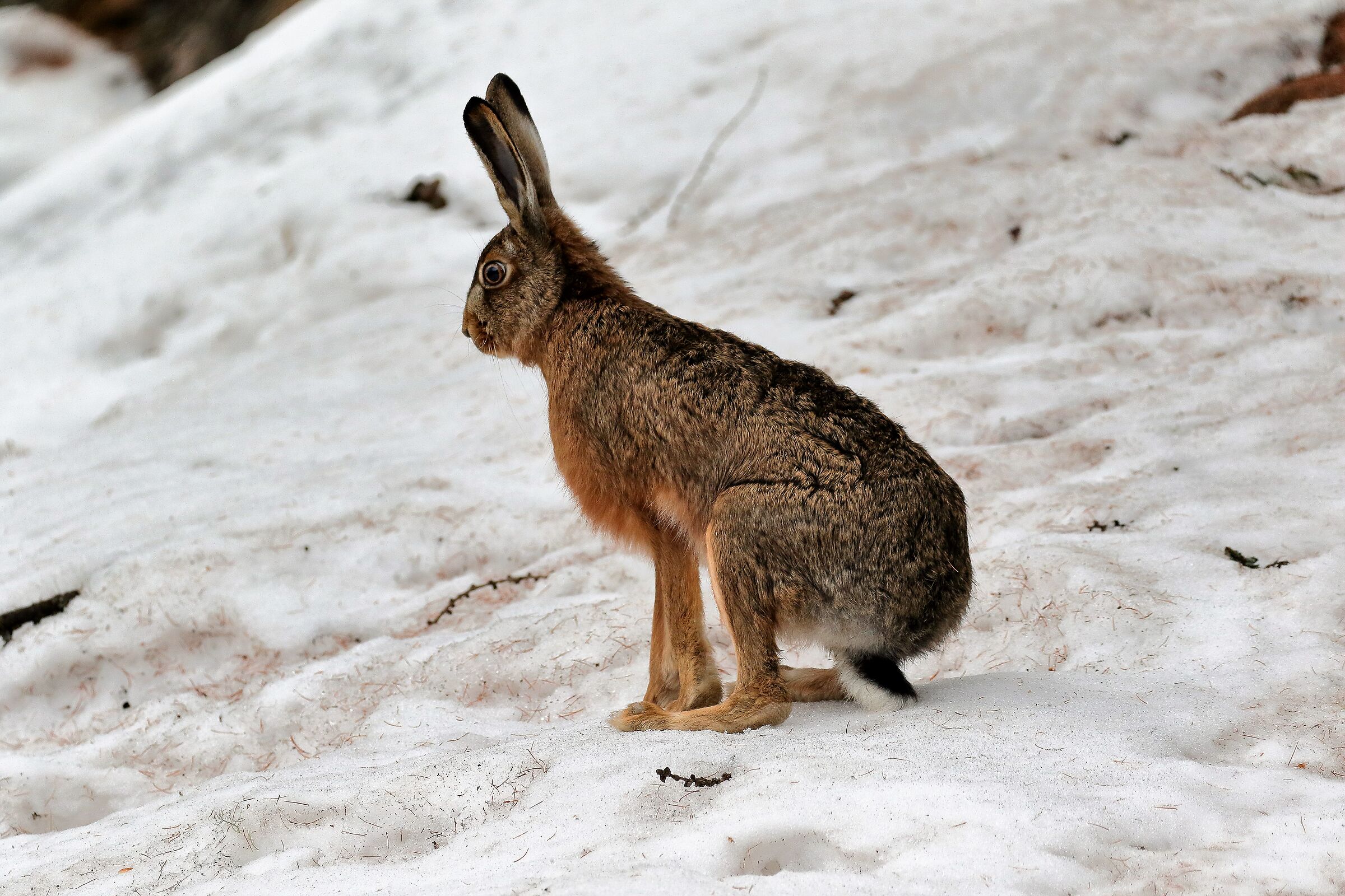 El Lièoro - (Lepus europaeus)