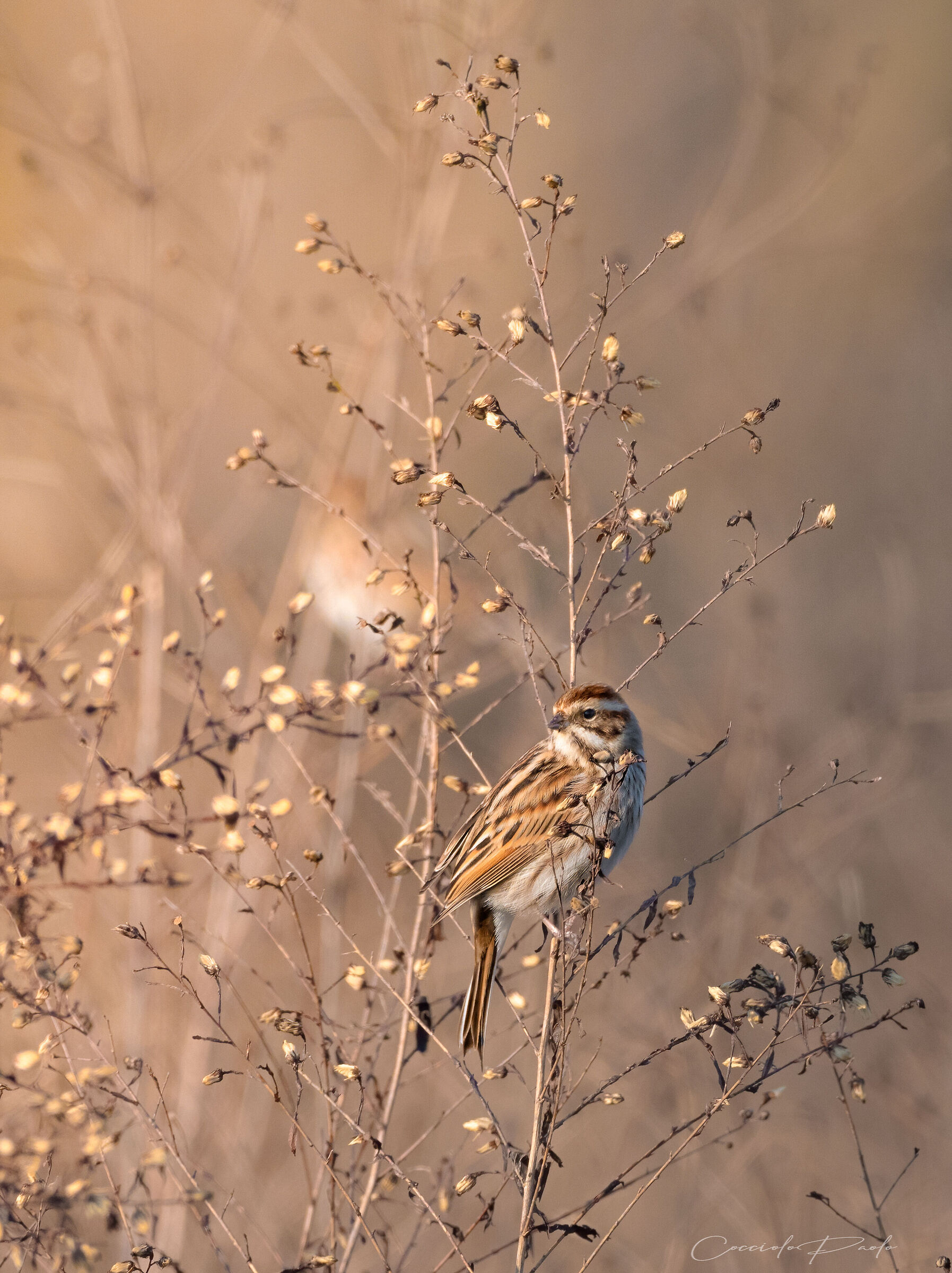 Migliarino di palude