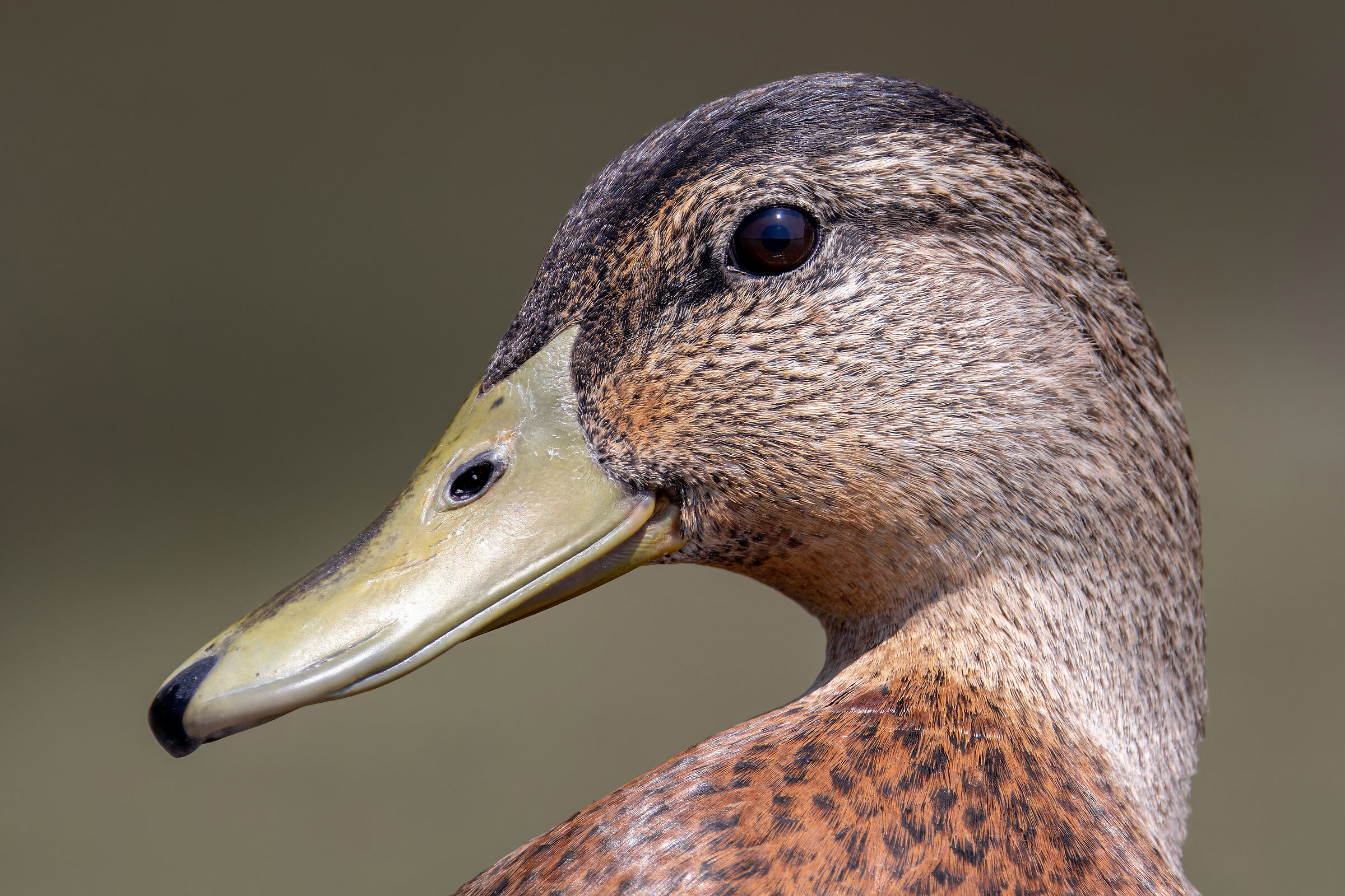Il casting di Mallard