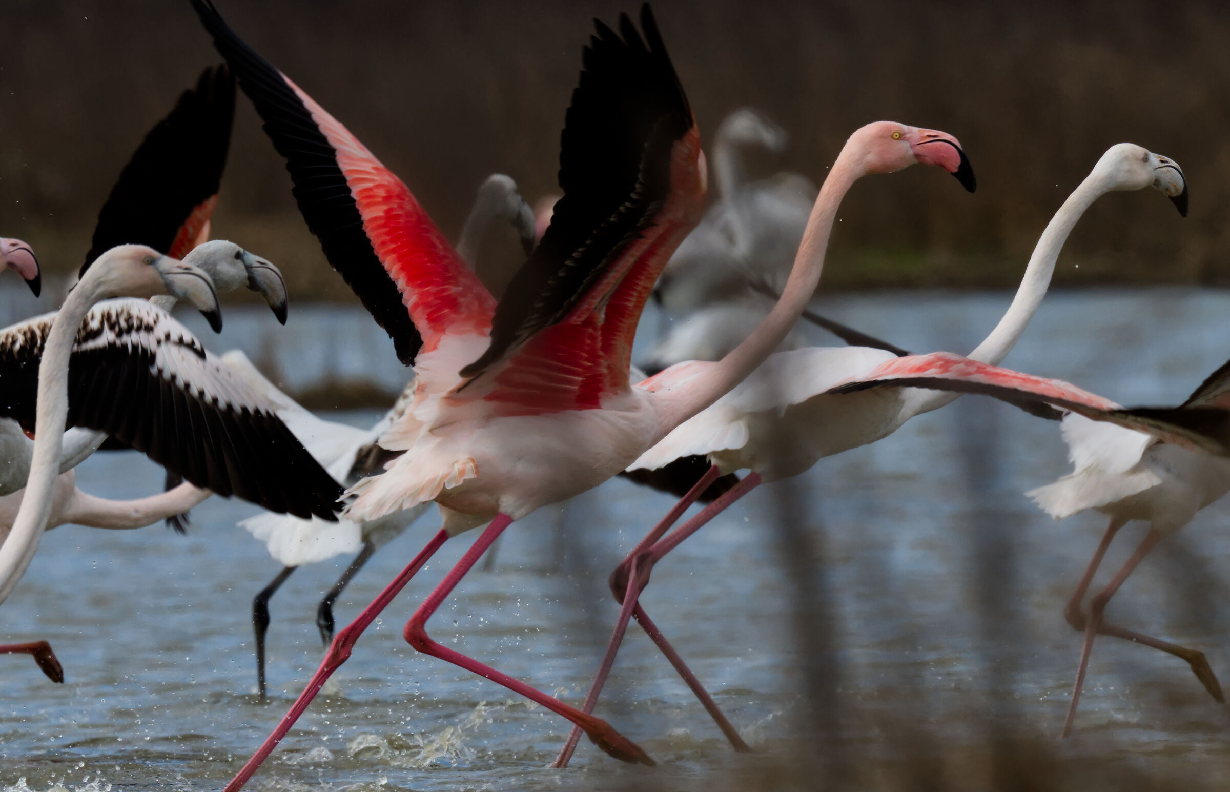 fenicotteri rosa - decollo