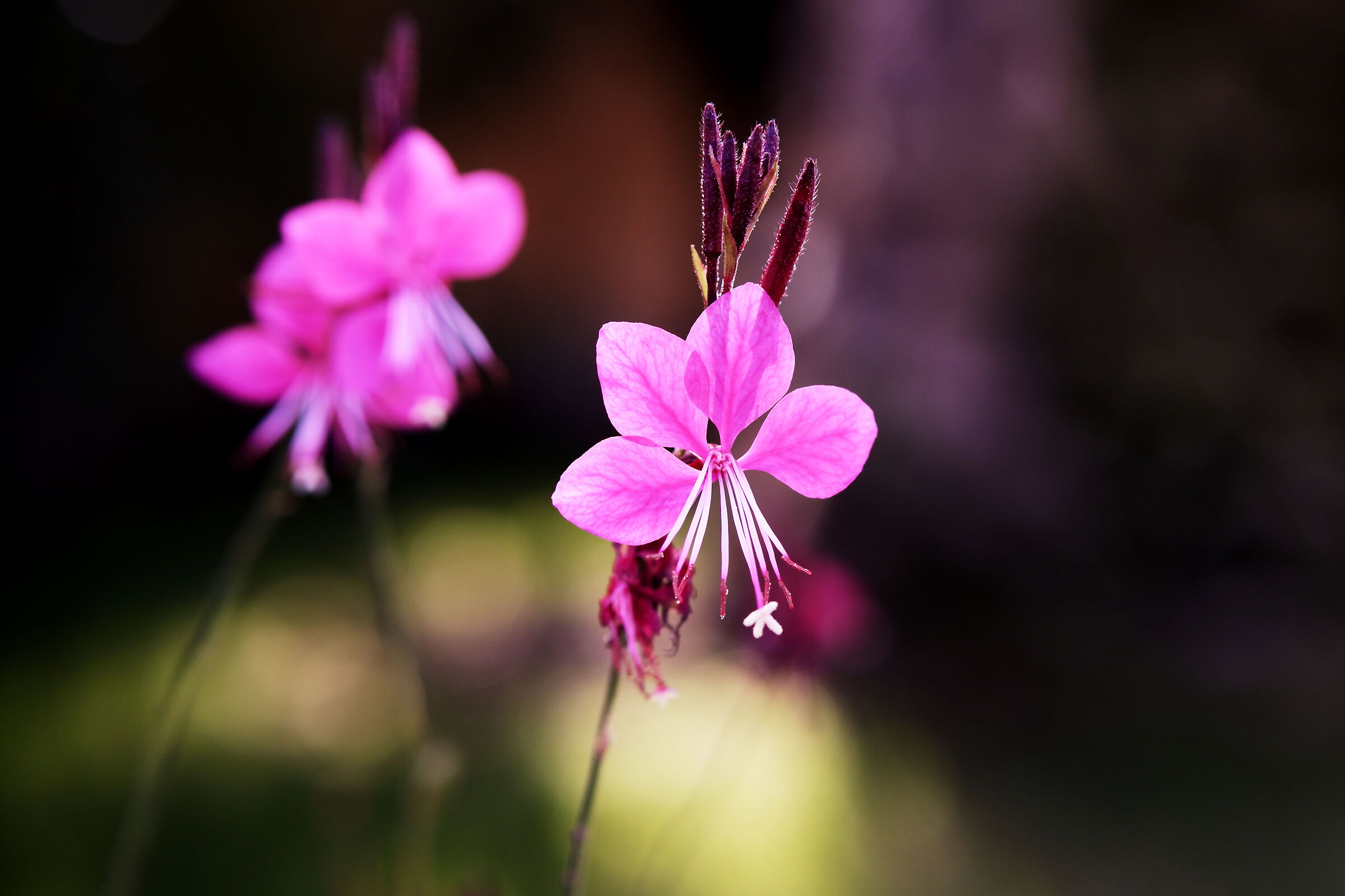 Gaura