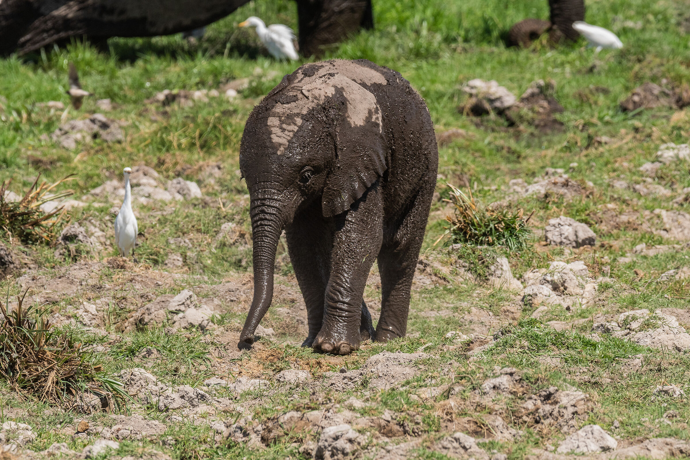Refreshed baby elephant